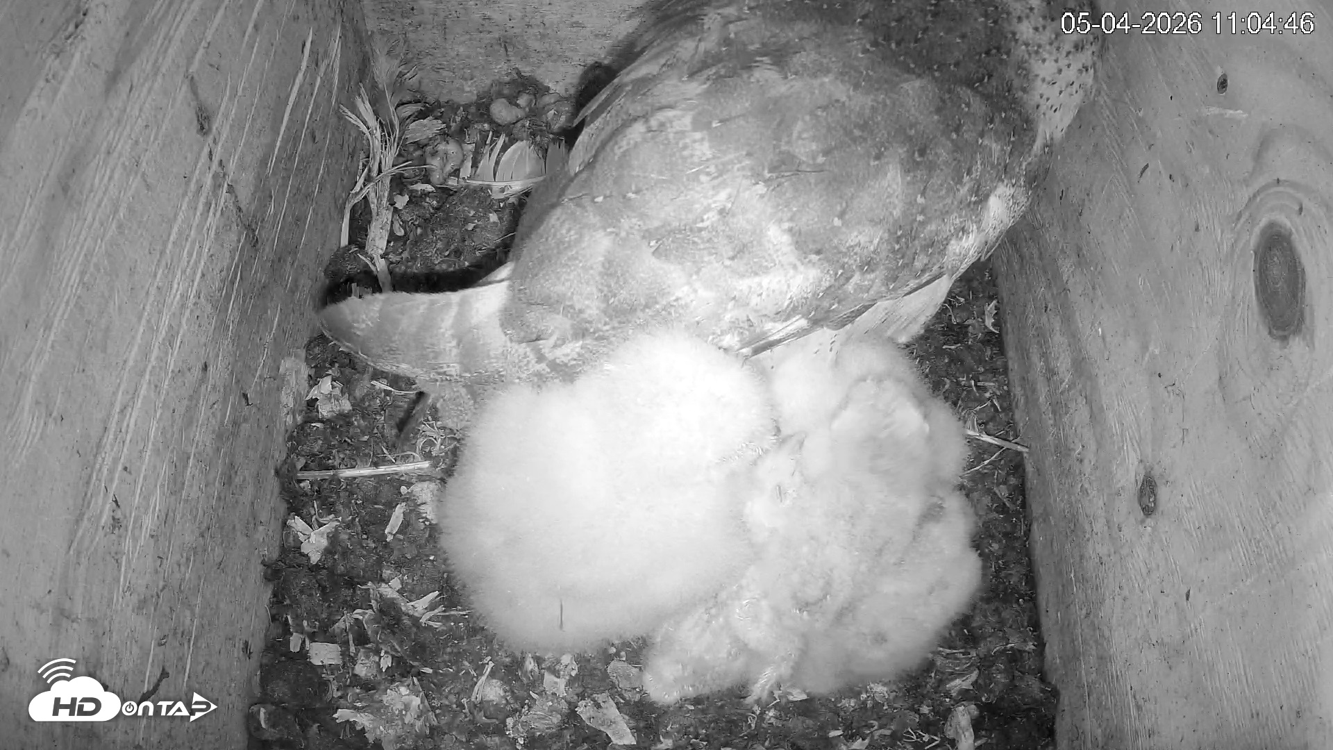 Snapshot of North Carolina Barn Owls Live Cam taken May 4, 2026, 11:06am EDT
