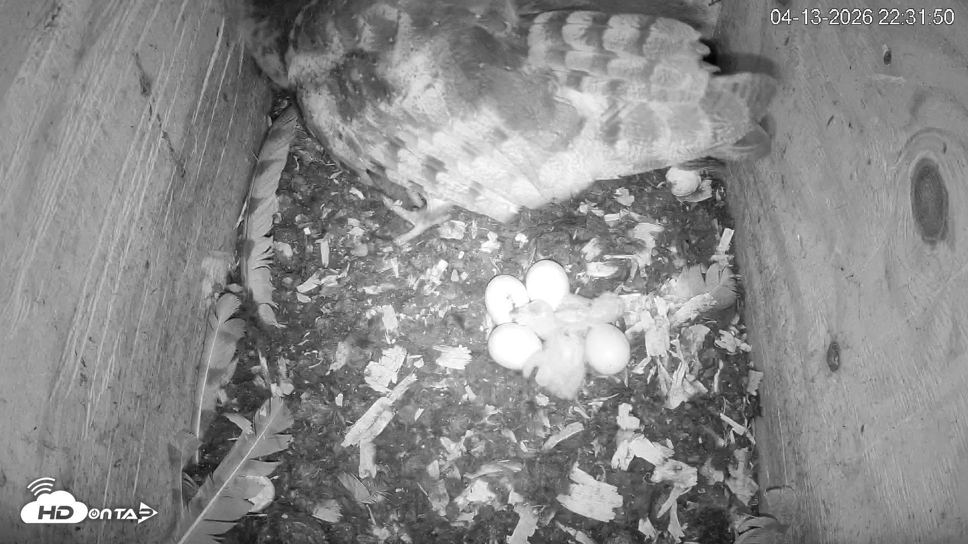 Snapshot of North Carolina Barn Owls Live Cam taken Apr 13, 2026, 10:32pm EDT