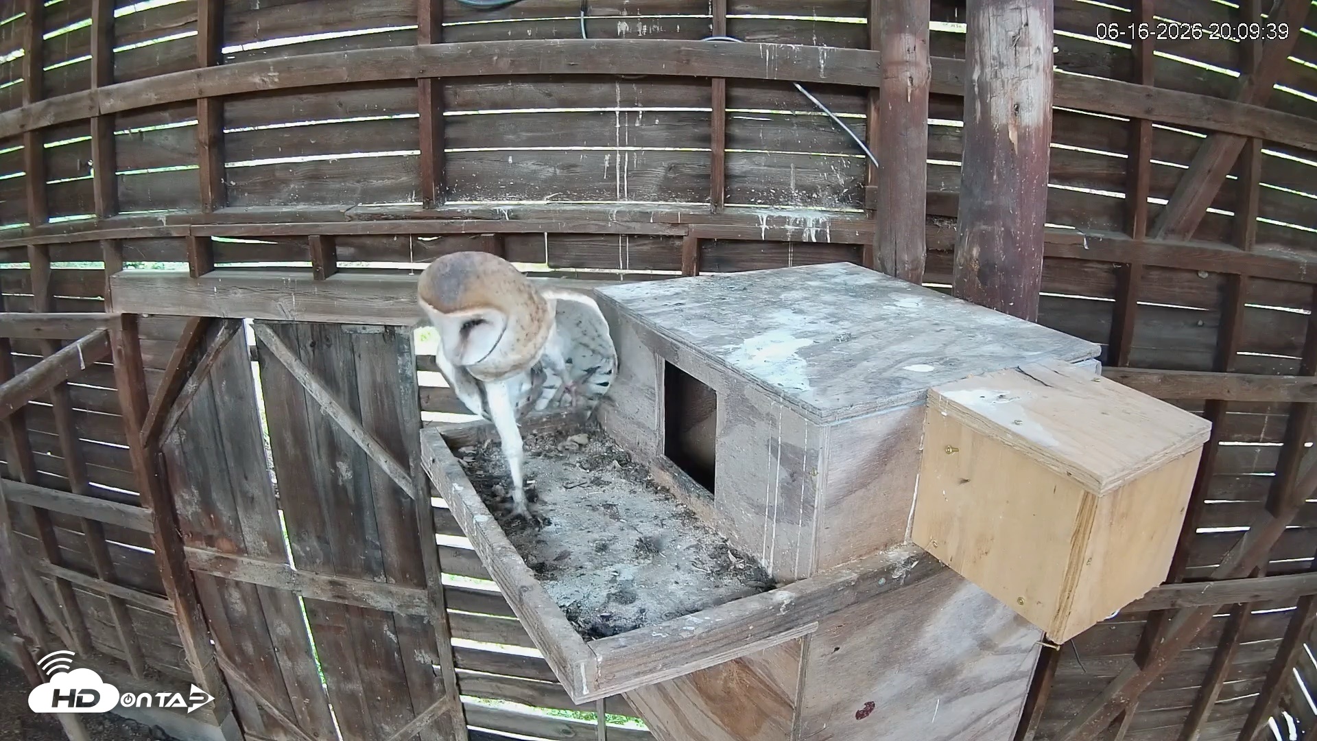 Snapshot of North Carolina Barn Owls Live Cam taken Jun 16, 2026, 8:10pm EDT
