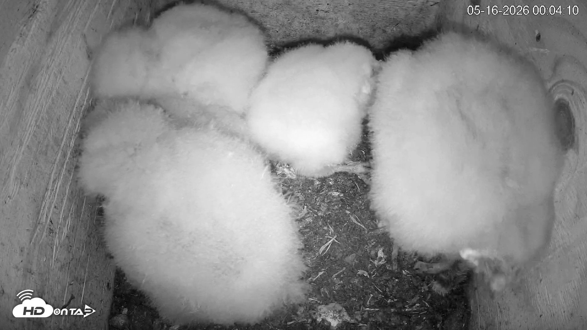 Snapshot of North Carolina Barn Owls Live Cam taken May 16, 2026, 12:07am EDT