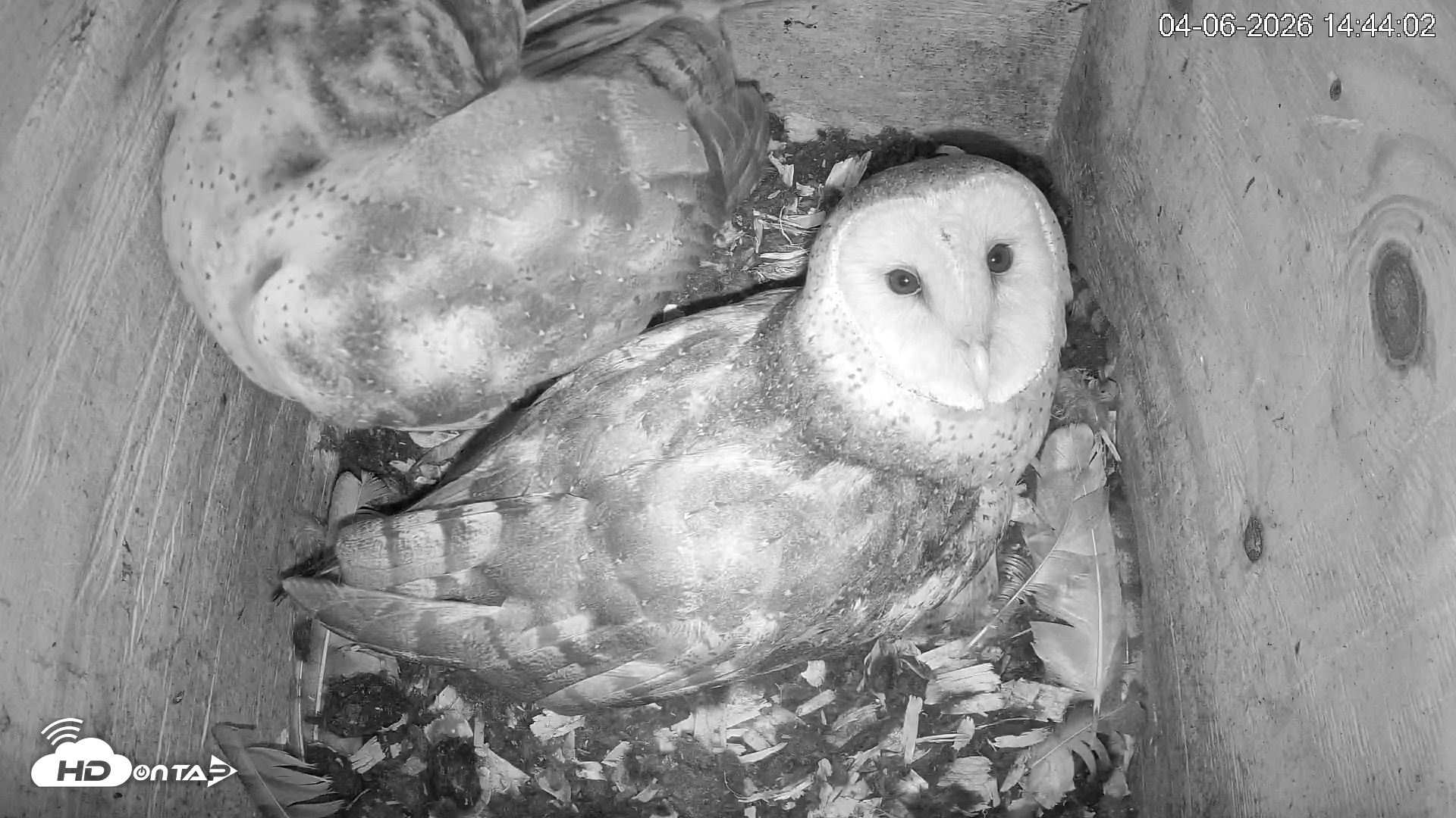 Snapshot of North Carolina Barn Owls Live Cam taken Apr 6, 2026, 2:44pm EDT