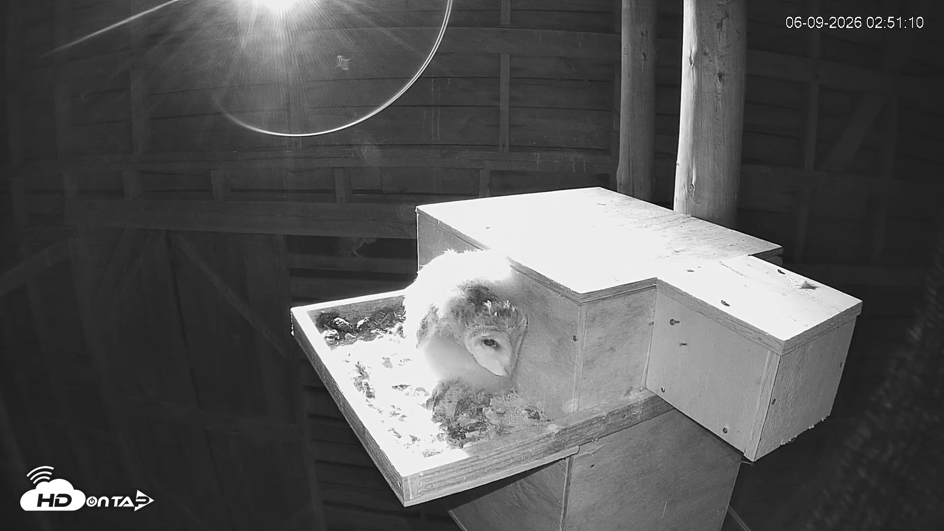 Snapshot of North Carolina Barn Owls Live Cam taken Jun 9, 2026, 2:52am EDT