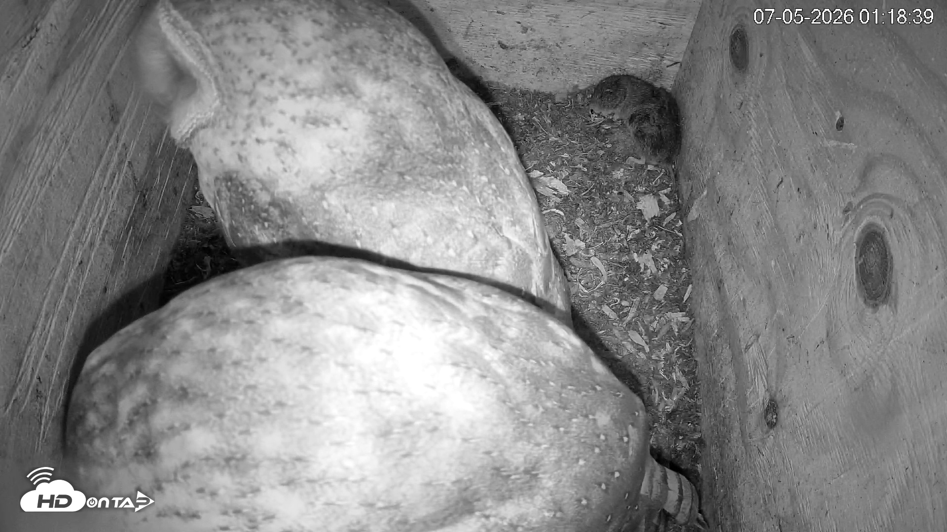 Snapshot of North Carolina Barn Owls Live Cam taken Jul 5, 2026, 1:19am EDT