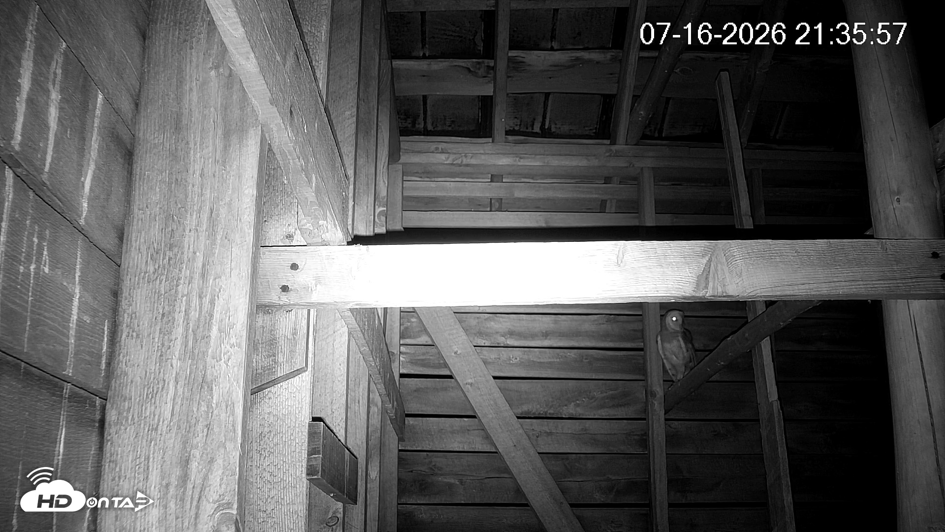 Snapshot of North Carolina Barn Owls Live Cam taken Jul 16, 2026, 9:38pm EDT