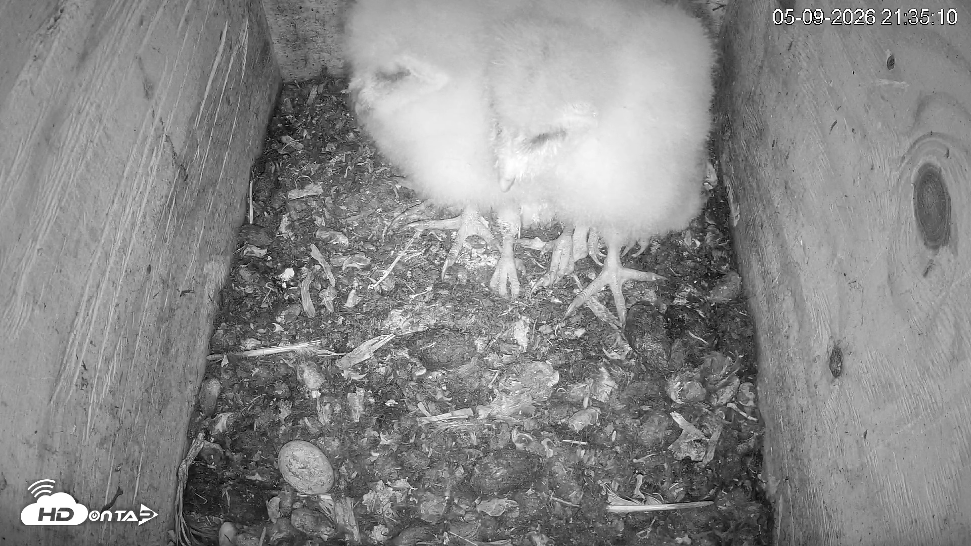 Snapshot of North Carolina Barn Owls Live Cam taken May 9, 2026, 9:38pm EDT