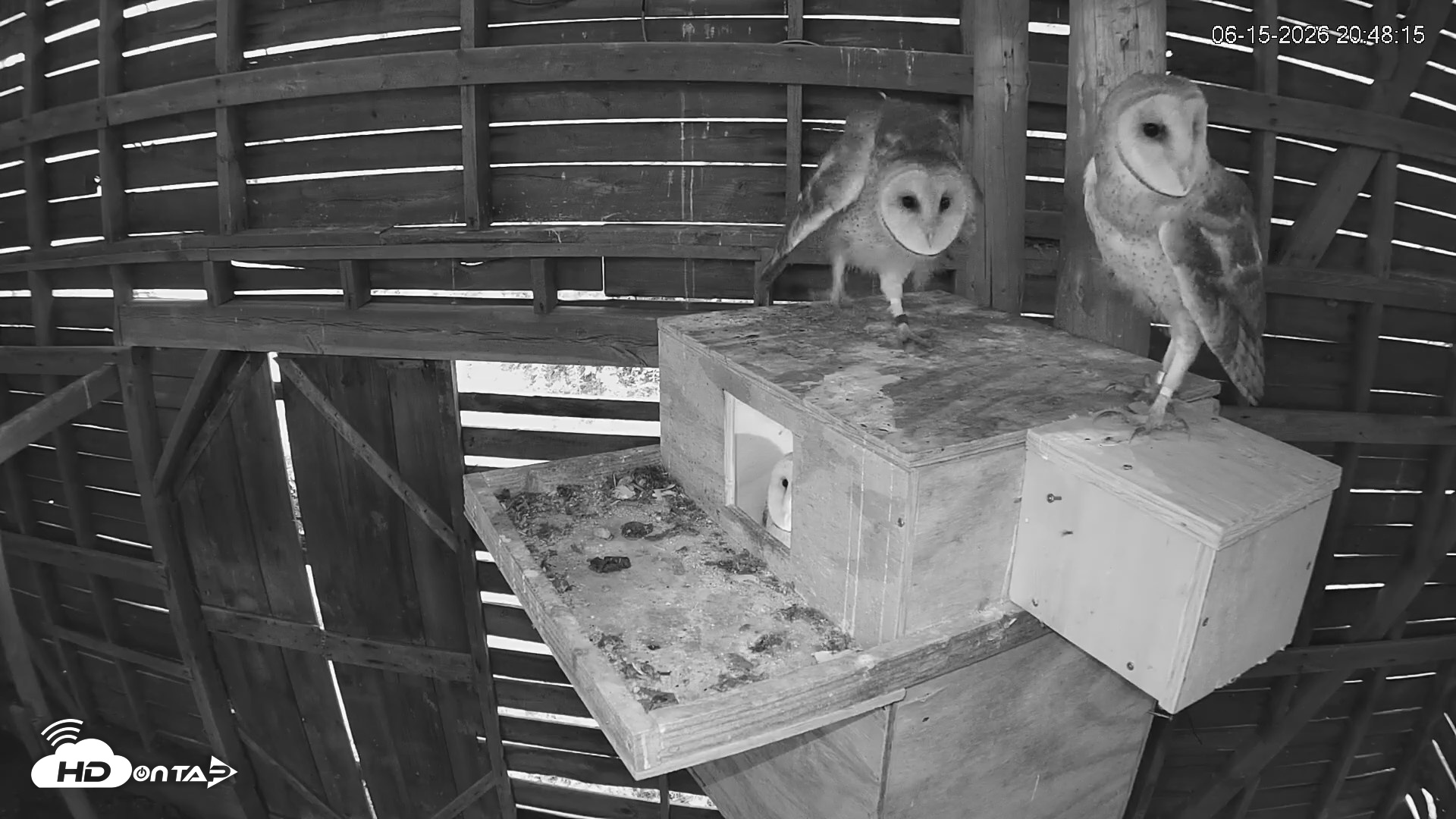 Snapshot of North Carolina Barn Owls Live Cam taken Jun 15, 2026, 8:50pm EDT