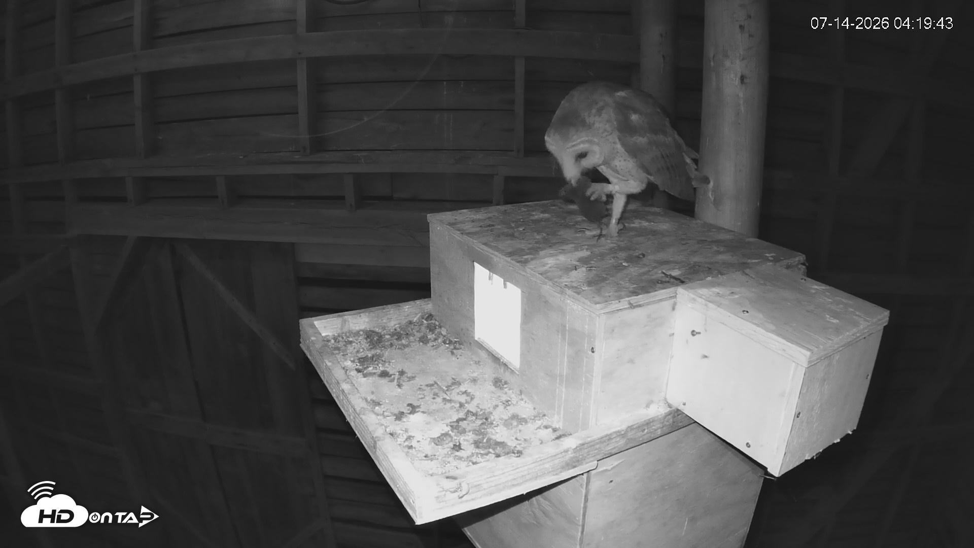 Snapshot of North Carolina Barn Owls Live Cam taken Jul 14, 2026, 4:20am EDT