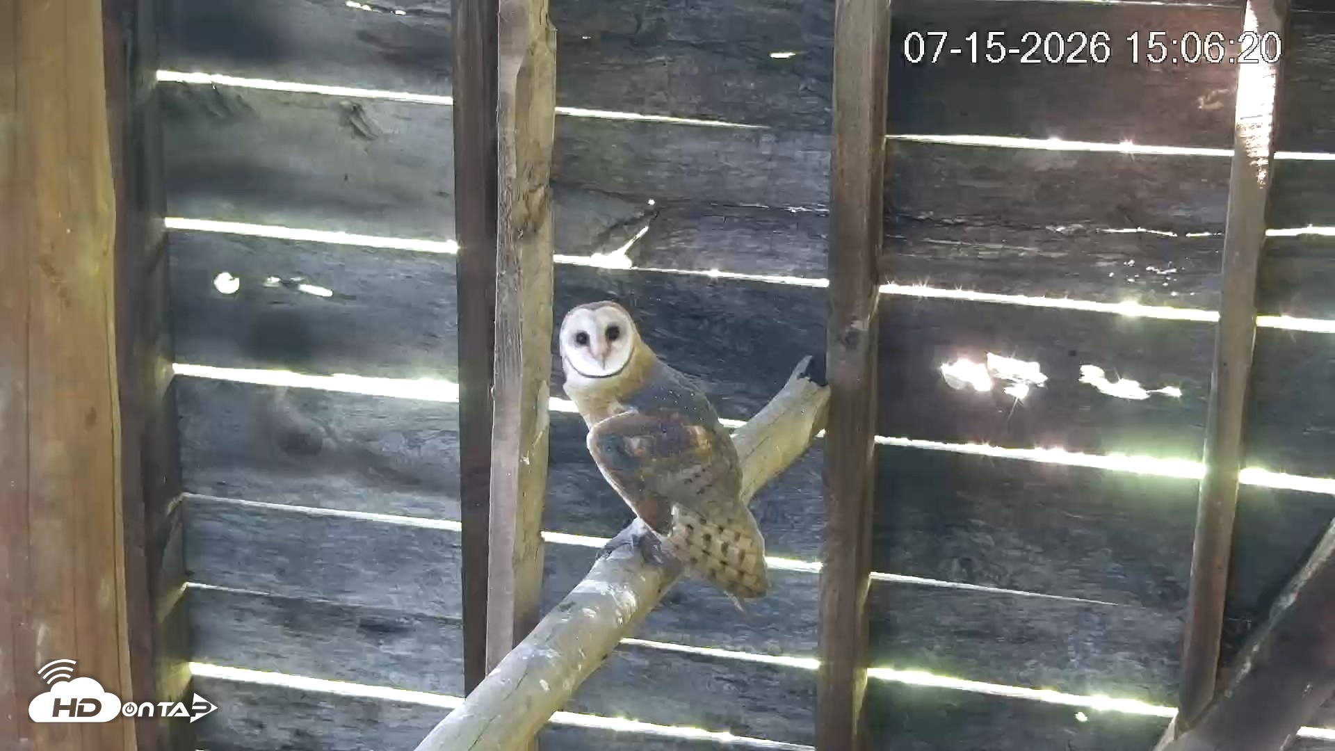 Snapshot of North Carolina Barn Owls Live Cam taken Jul 15, 2026, 3:06pm EDT