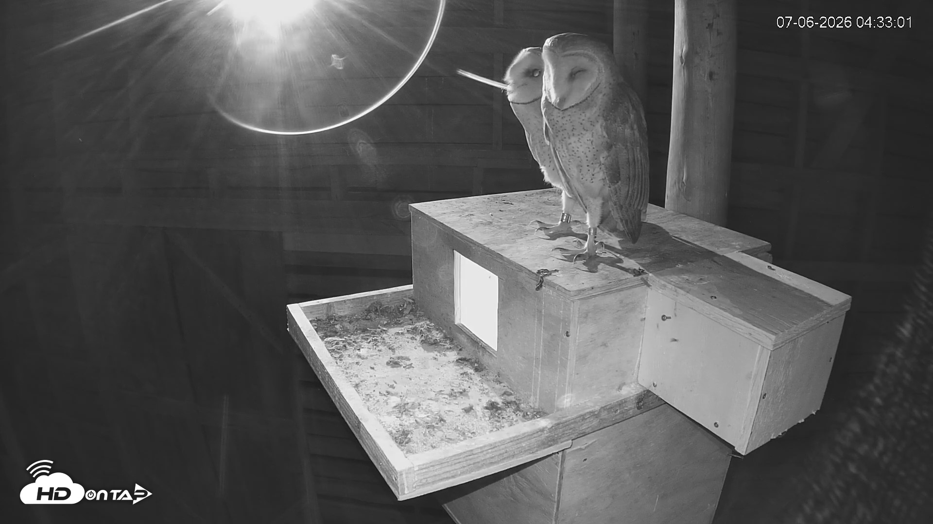 Snapshot of North Carolina Barn Owls Live Cam taken Jul 6, 2026, 4:33am EDT