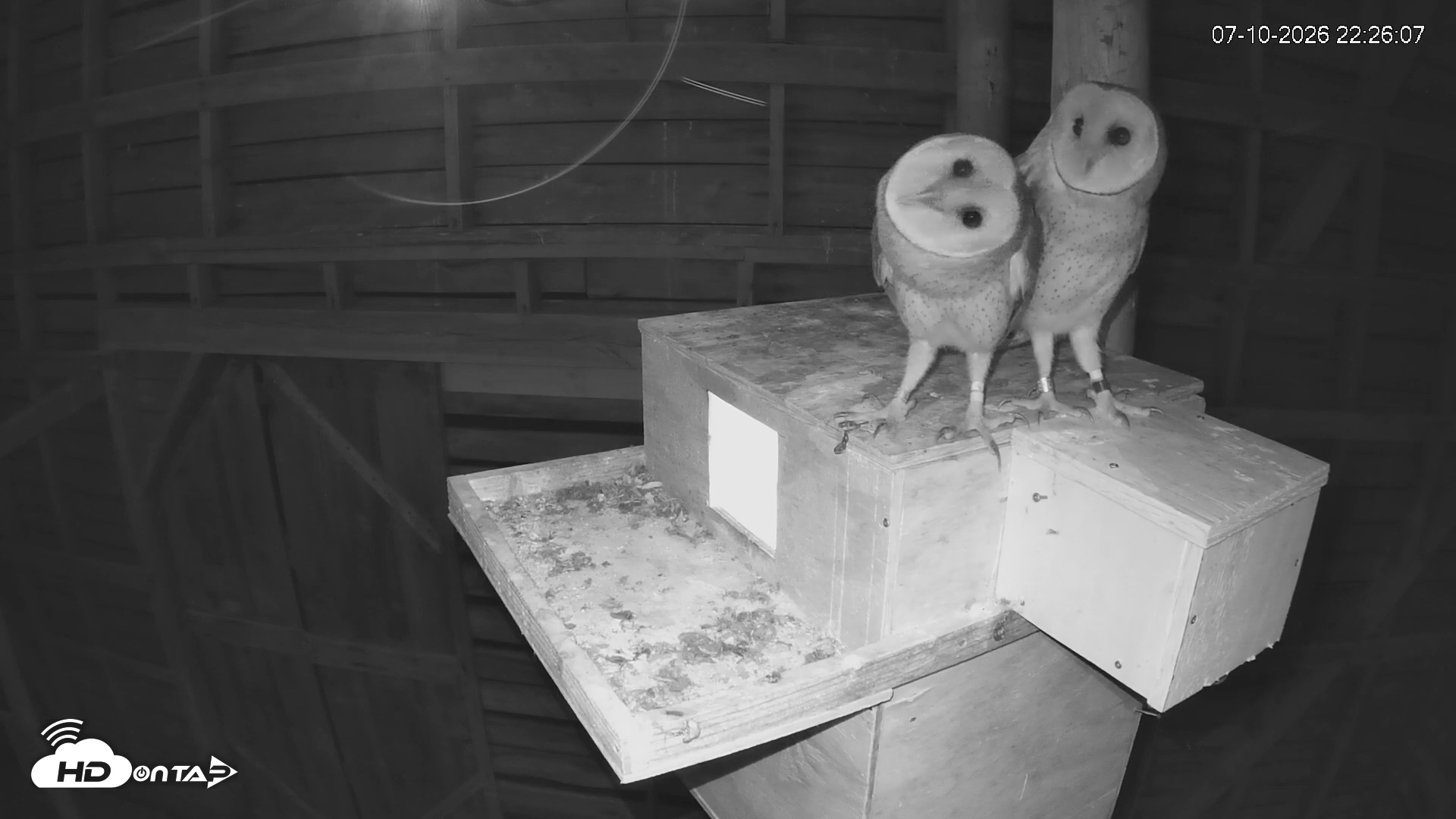 Snapshot of North Carolina Barn Owls Live Cam taken Jul 10, 2026, 10:27pm EDT