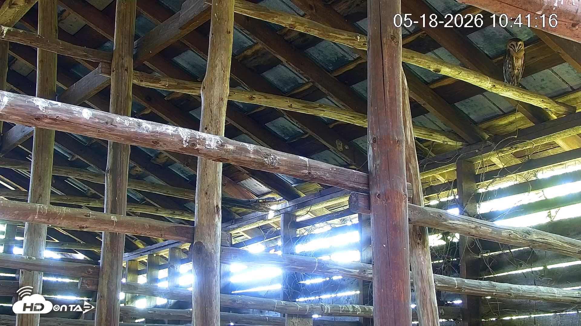 Snapshot of North Carolina Barn Owls Live Cam taken May 18, 2026, 10:41am EDT