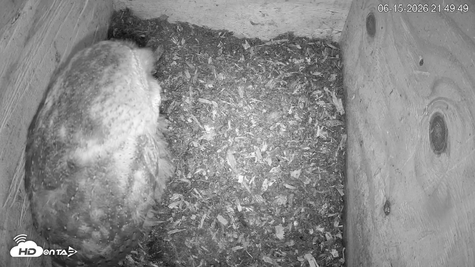 Snapshot of North Carolina Barn Owls Live Cam taken Jun 15, 2026, 9:51pm EDT
