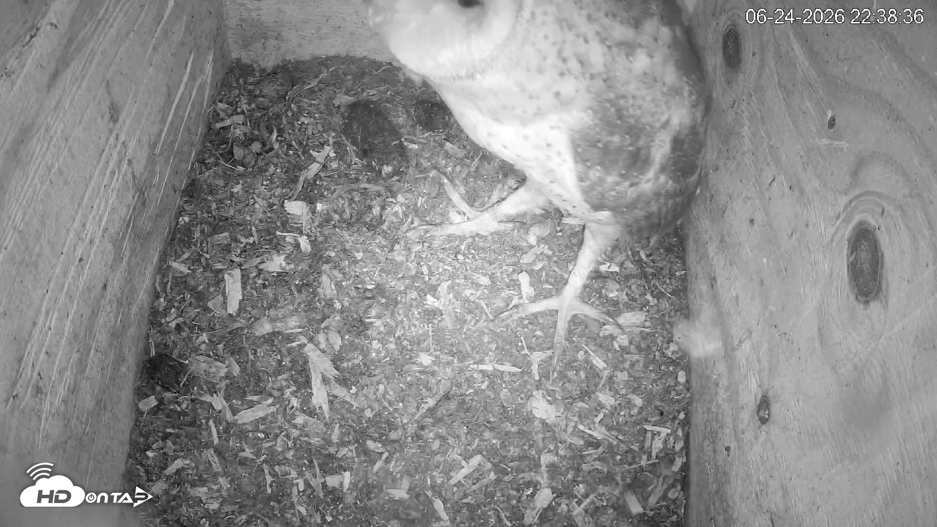 Snapshot of North Carolina Barn Owls Live Cam taken Jun 24, 2026, 10:39pm EDT