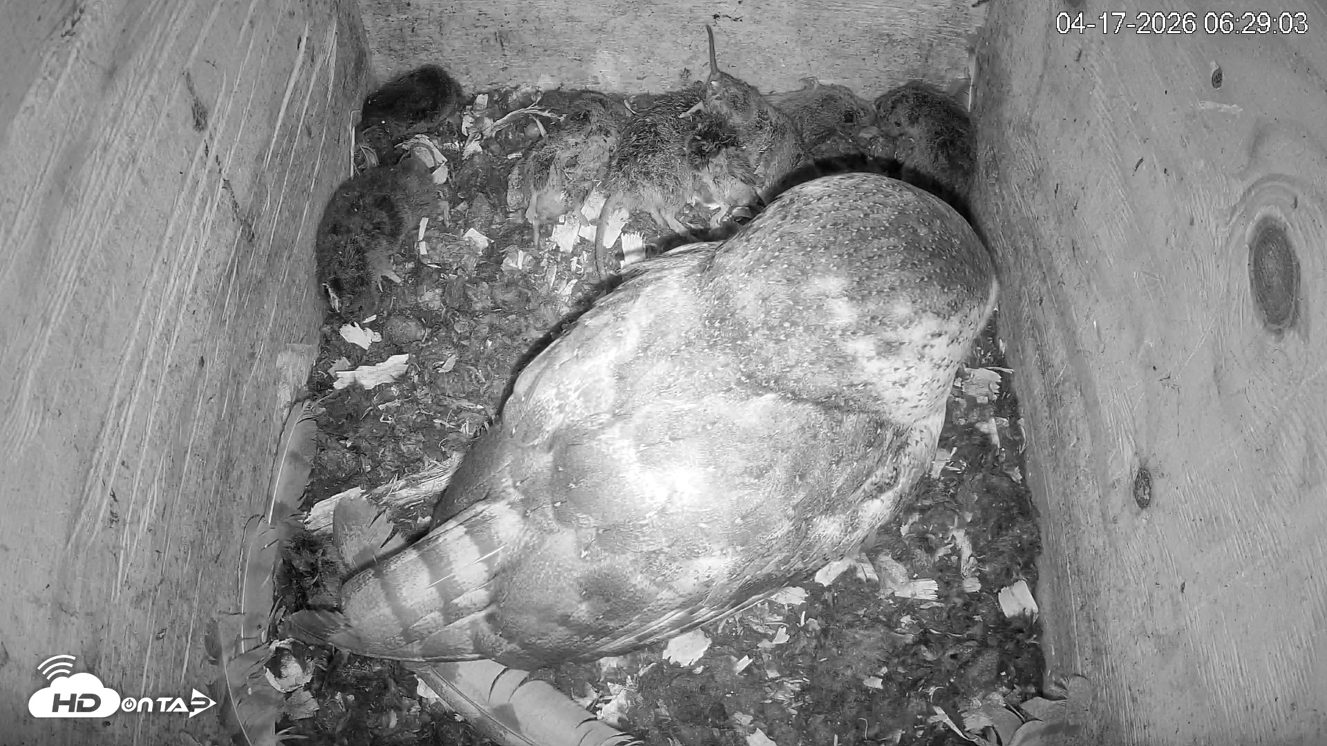 Snapshot of North Carolina Barn Owls Live Cam taken Apr 17, 2026, 6:30am EDT