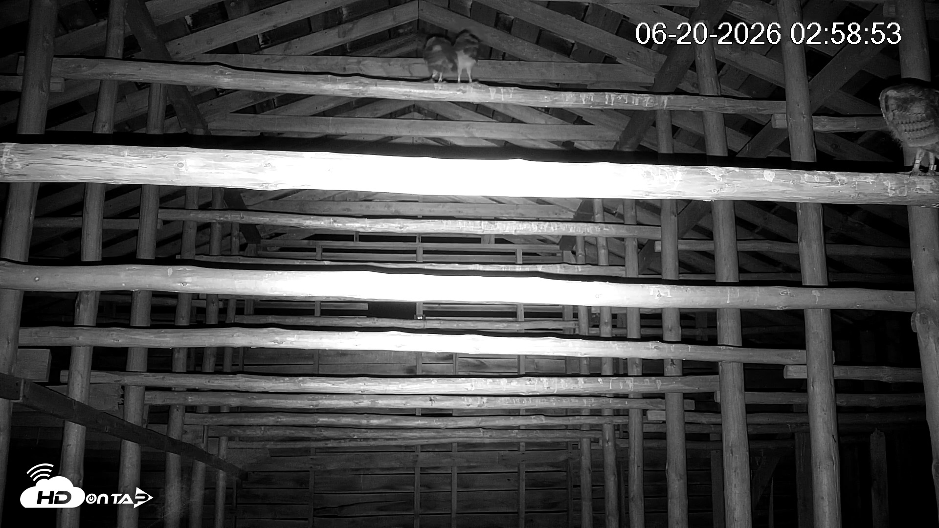 Snapshot of North Carolina Barn Owls Live Cam taken Jun 20, 2026, 3:00am EDT