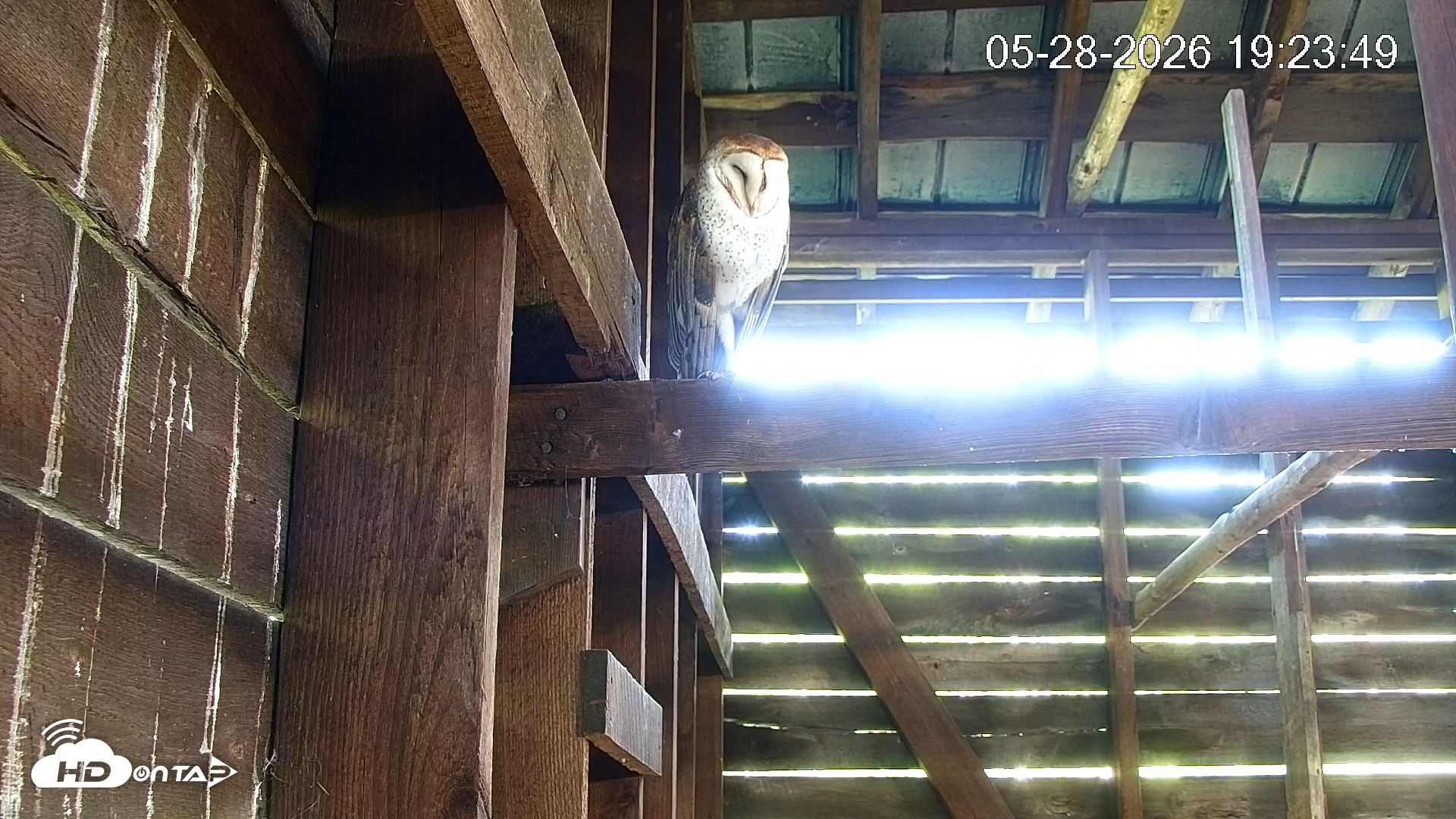 Snapshot of North Carolina Barn Owls Live Cam taken May 28, 2026, 7:24pm EDT