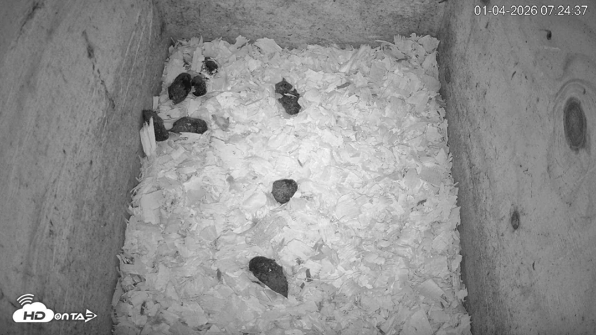 Snapshot of North Carolina Barn Owls Live Cam taken Jan 4, 2026, 7:25am EST