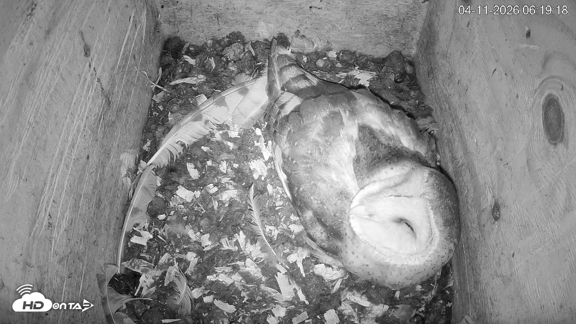 Snapshot of North Carolina Barn Owls Live Cam taken Apr 11, 2026, 6:19am EDT