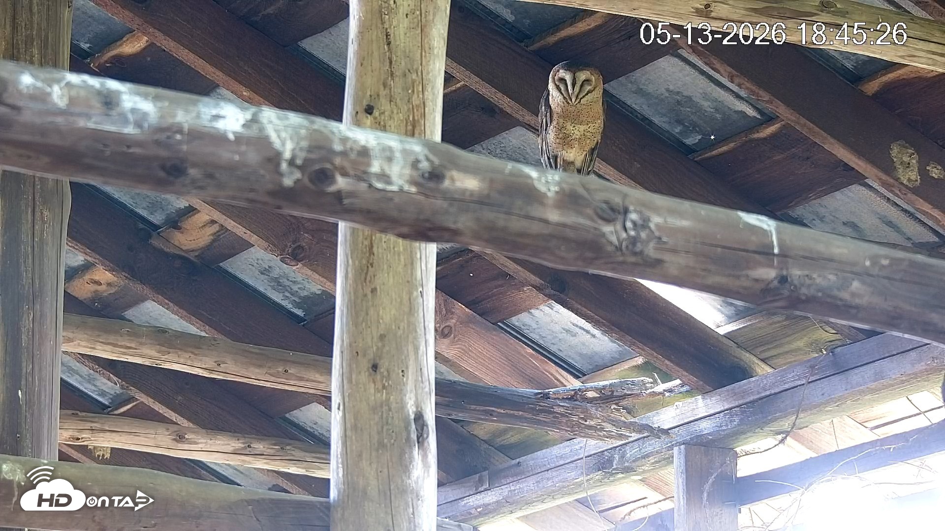 Snapshot of North Carolina Barn Owls Live Cam taken May 13, 2026, 6:46pm EDT