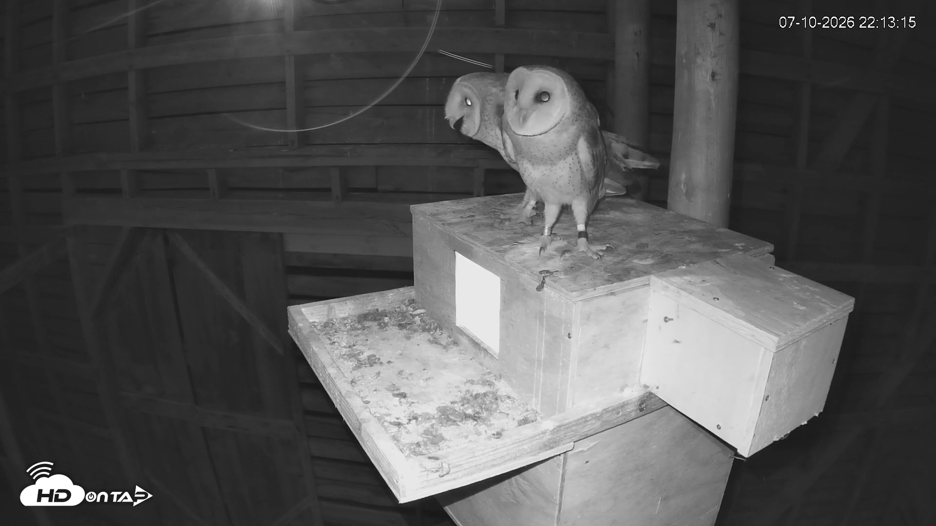Snapshot of North Carolina Barn Owls Live Cam taken Jul 10, 2026, 10:14pm EDT