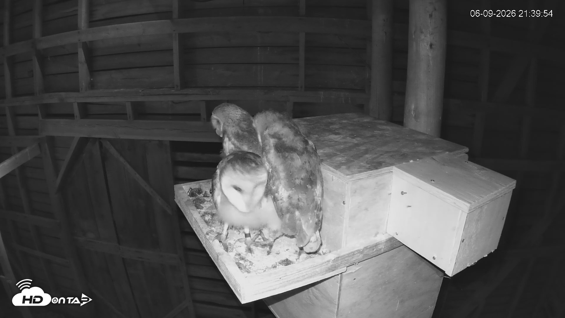Snapshot of North Carolina Barn Owls Live Cam taken Jun 9, 2026, 9:41pm EDT