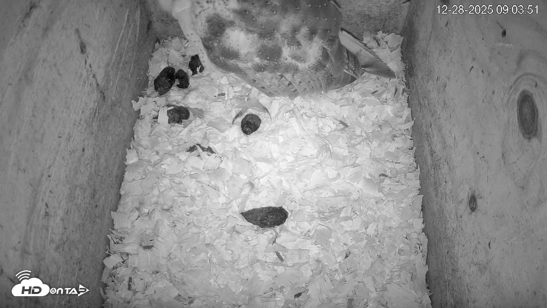 Snapshot of North Carolina Barn Owls Live Cam taken Dec 28, 2025, 9:04am EST