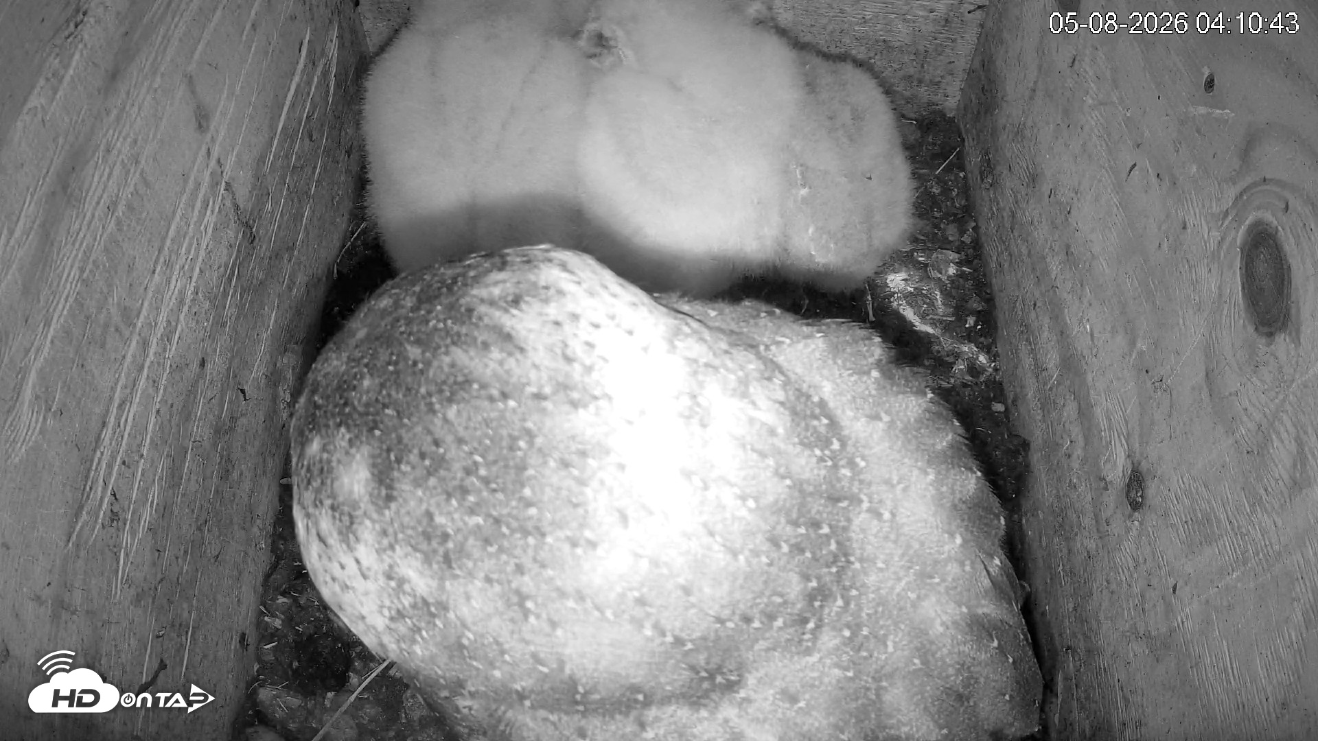 Snapshot of North Carolina Barn Owls Live Cam taken May 8, 2026, 4:11am EDT