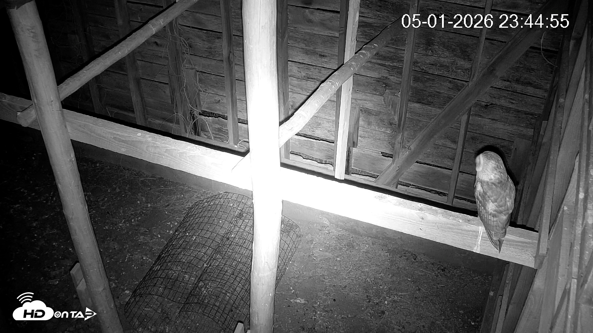 Snapshot of North Carolina Barn Owls Live Cam taken May 1, 2026, 11:46pm EDT