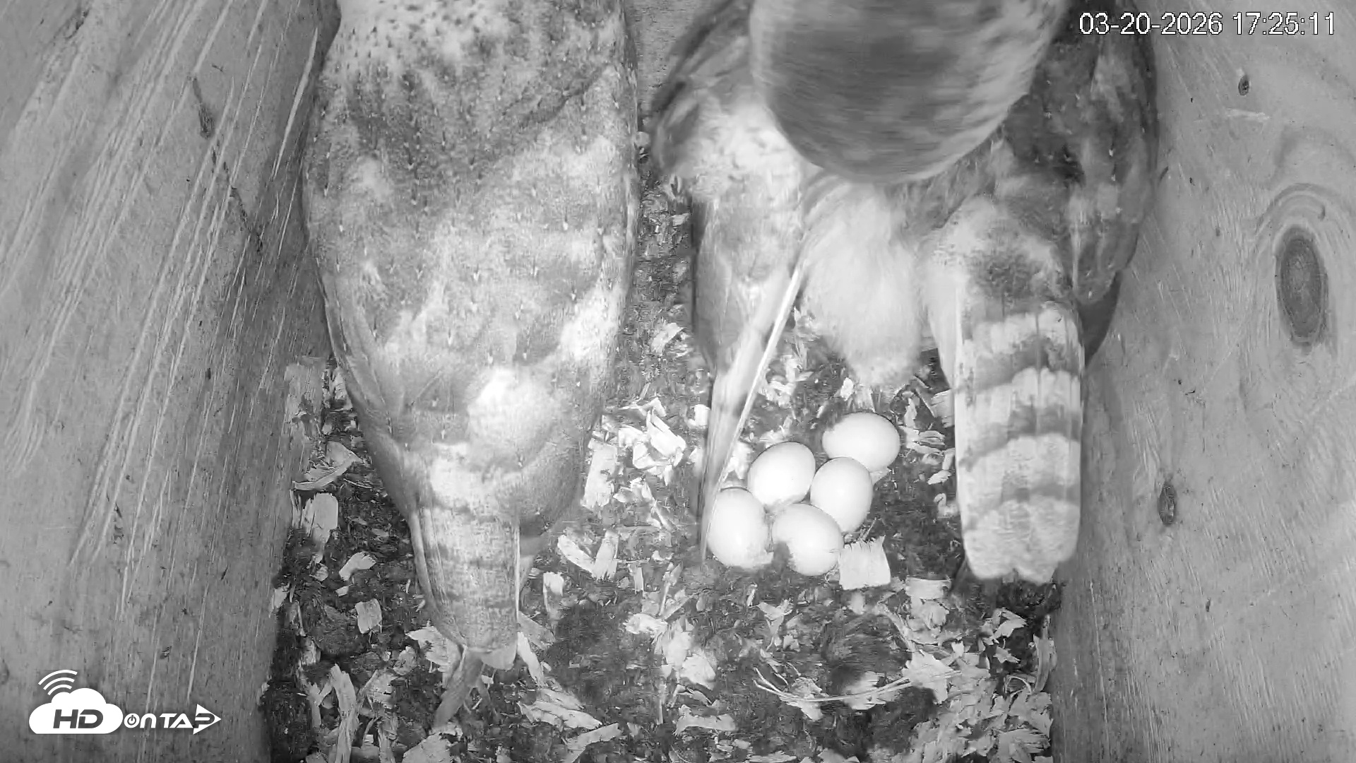 Snapshot of North Carolina Barn Owls Live Cam taken Mar 20, 2026, 5:25pm EDT