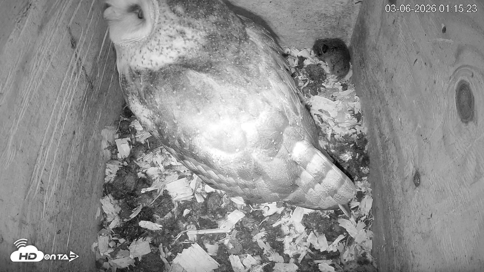 Snapshot of North Carolina Barn Owls Live Cam taken Mar 6, 2026, 1:16am EST