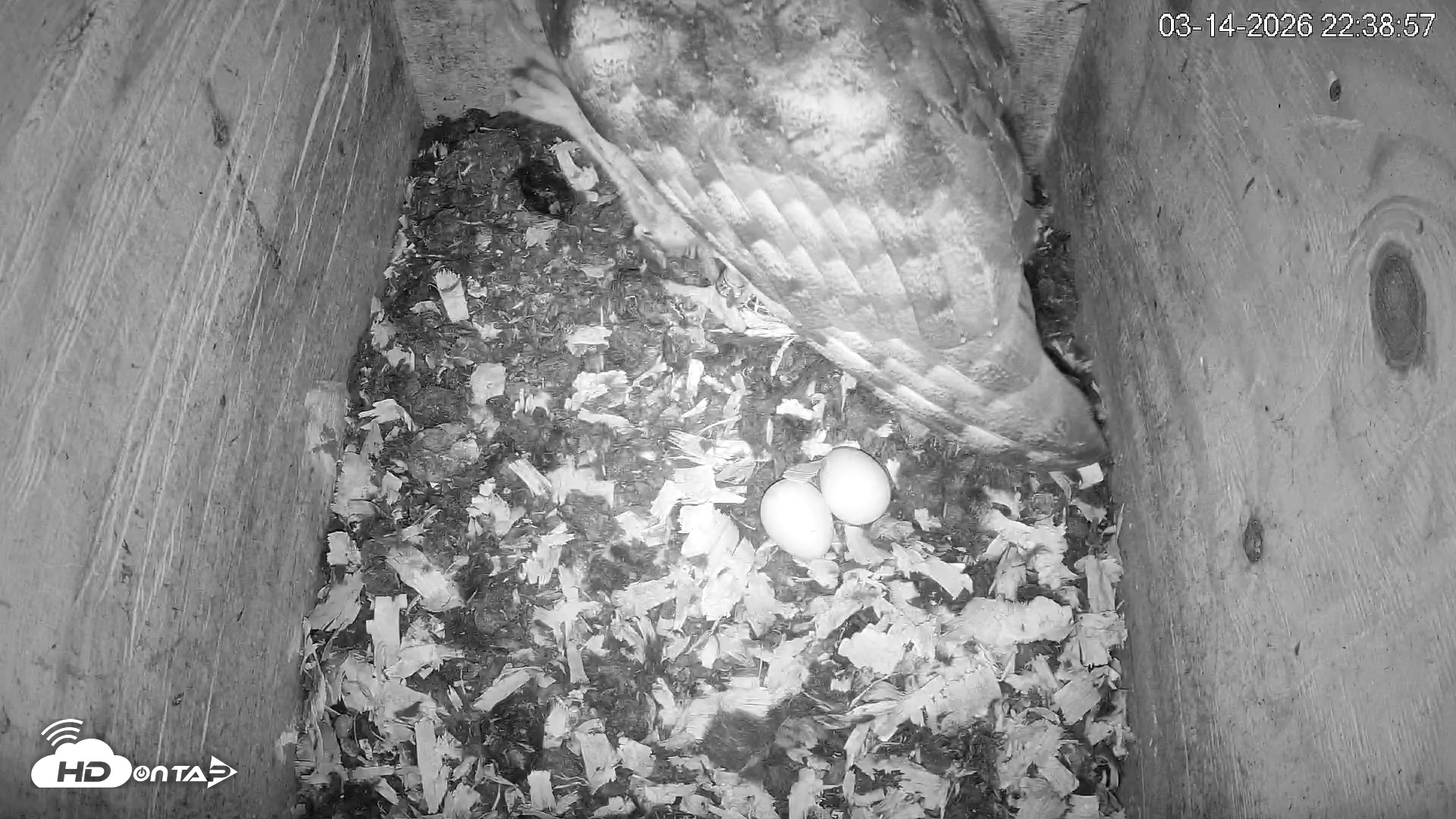 Snapshot of North Carolina Barn Owls Live Cam taken Mar 14, 2026, 10:39pm EDT