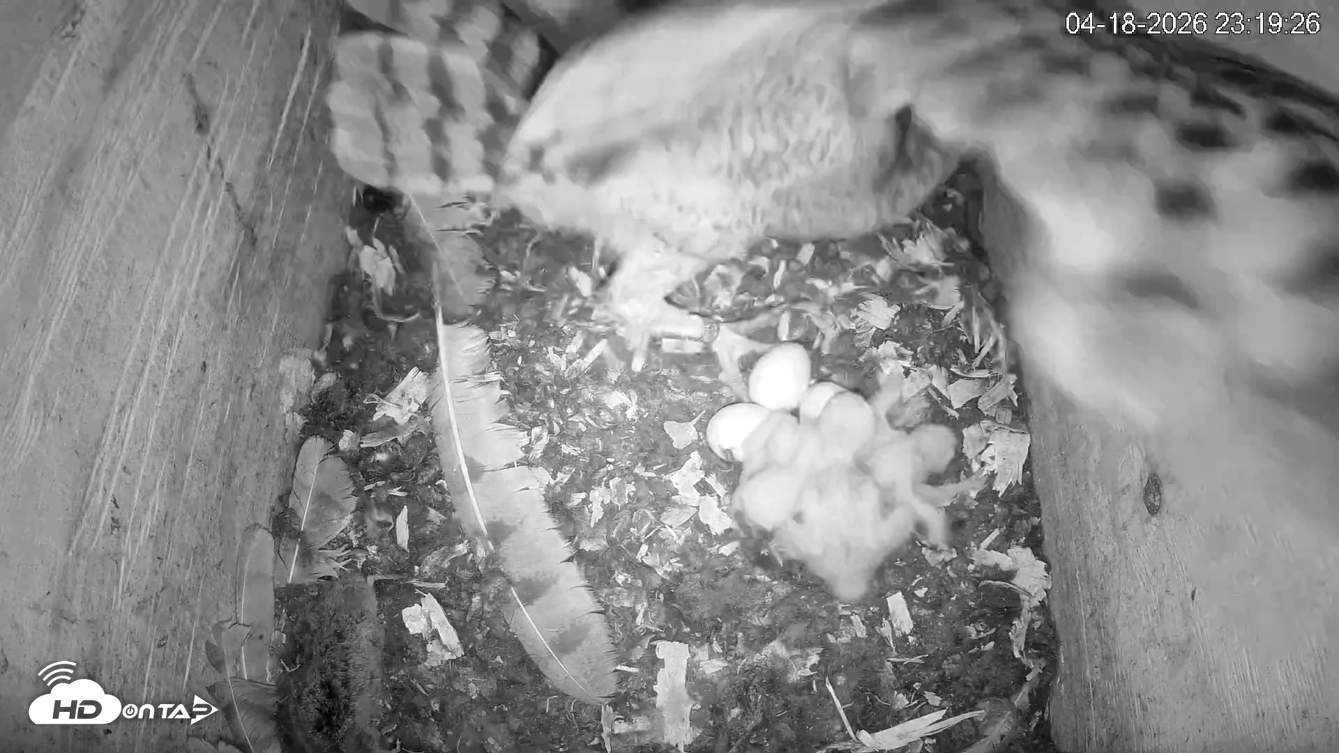 Snapshot of North Carolina Barn Owls Live Cam taken Apr 18, 2026, 11:20pm EDT