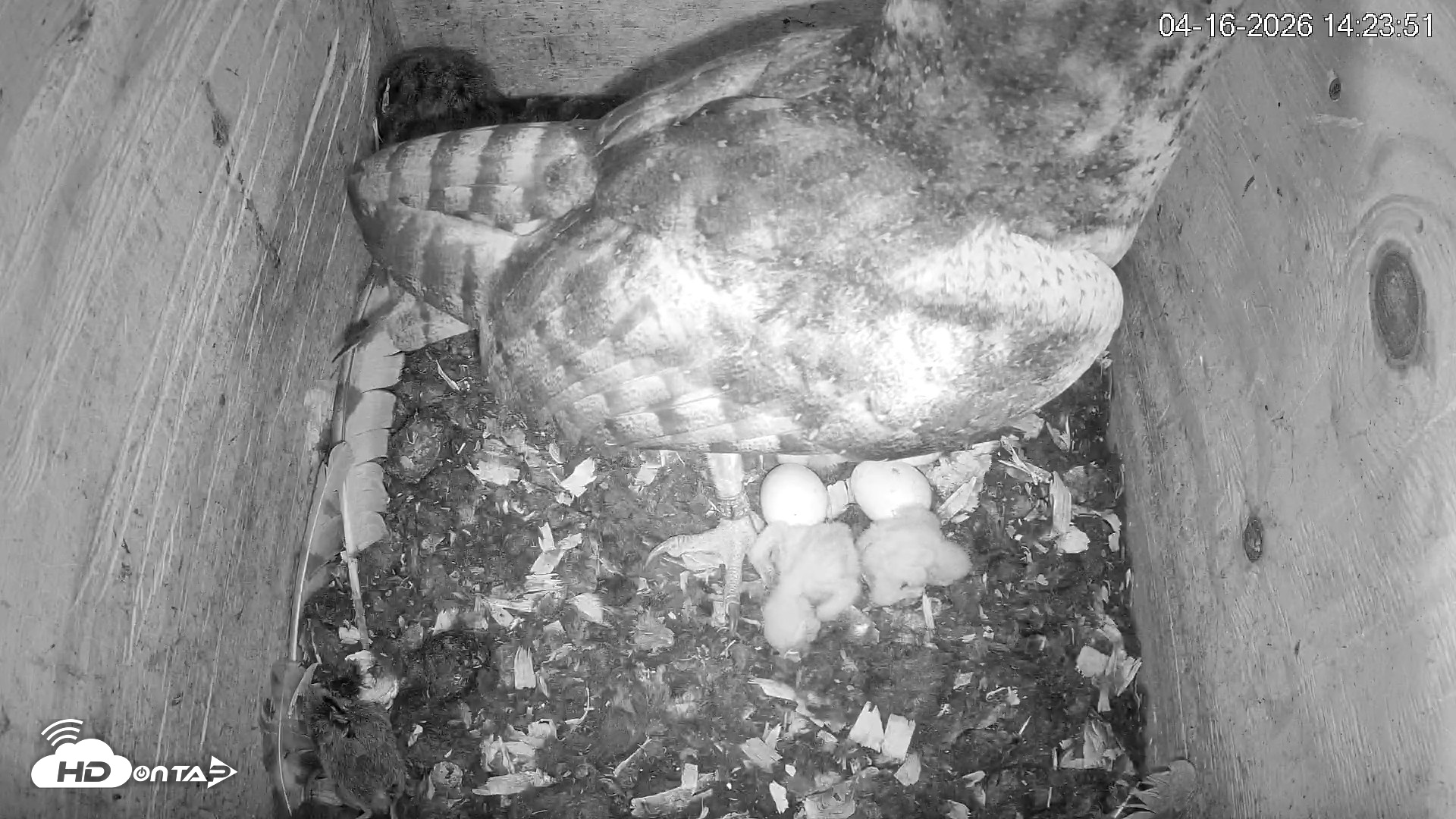 Snapshot of North Carolina Barn Owls Live Cam taken Apr 16, 2026, 2:24pm EDT