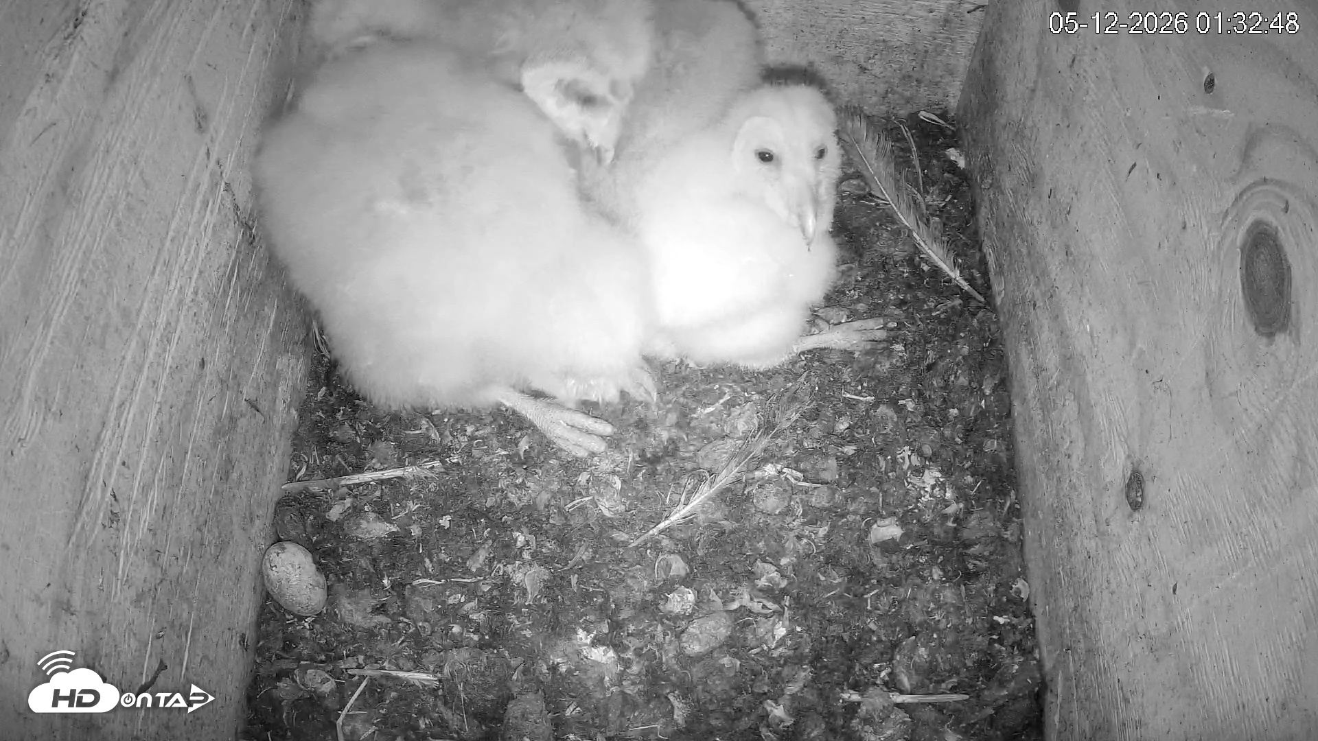 Snapshot of North Carolina Barn Owls Live Cam taken May 12, 2026, 1:33am EDT