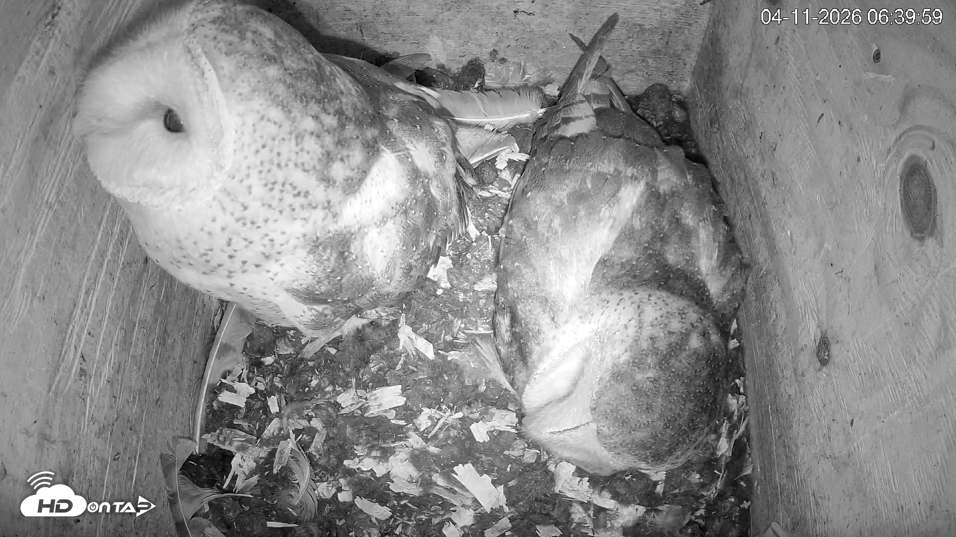 Snapshot of North Carolina Barn Owls Live Cam taken Apr 11, 2026, 6:40am EDT