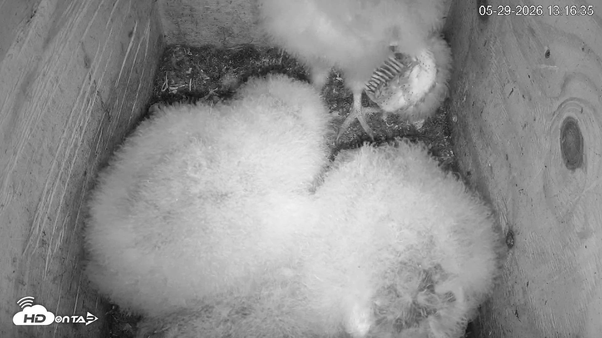 Snapshot of North Carolina Barn Owls Live Cam taken May 29, 2026, 1:18pm EDT