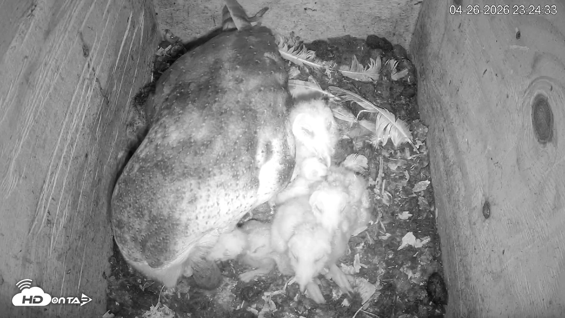 Snapshot of North Carolina Barn Owls Live Cam taken Apr 26, 2026, 11:25pm EDT