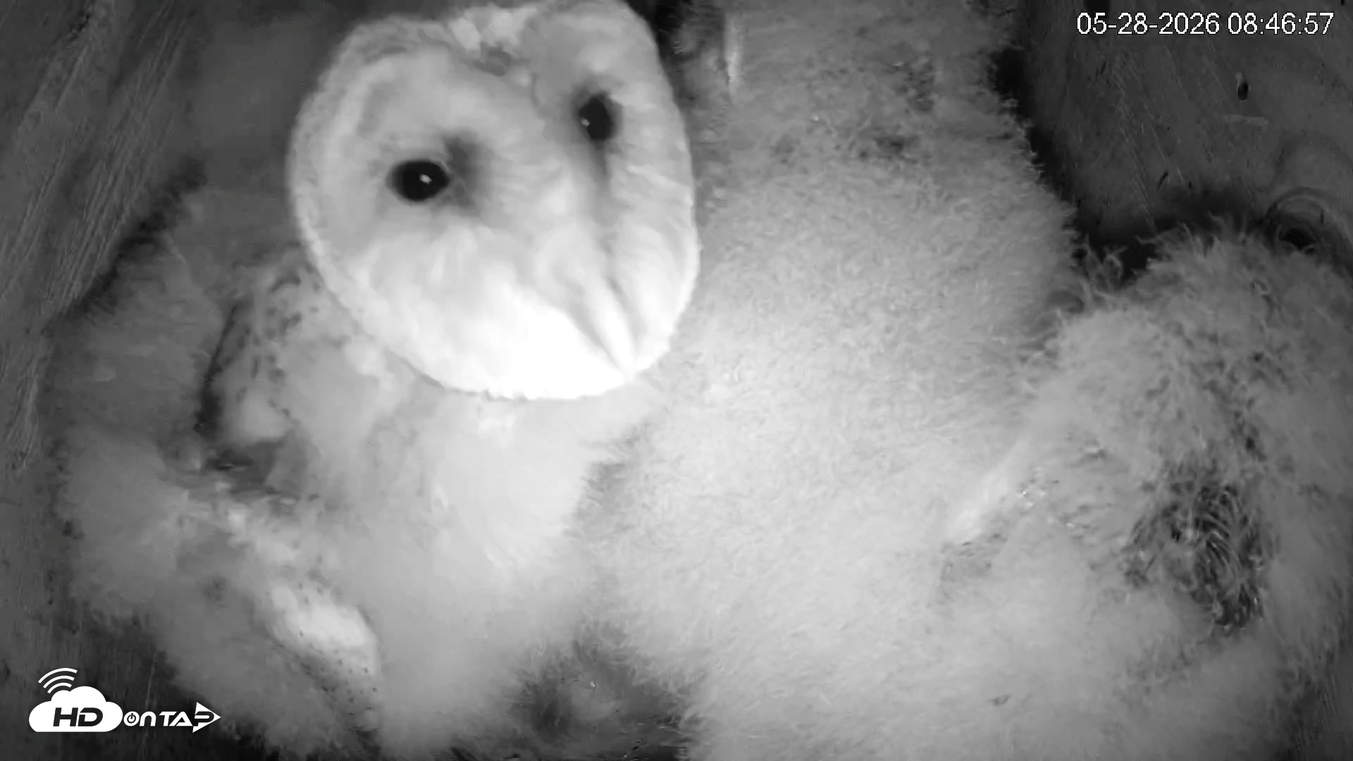 Snapshot of North Carolina Barn Owls Live Cam taken May 28, 2026, 8:47am EDT