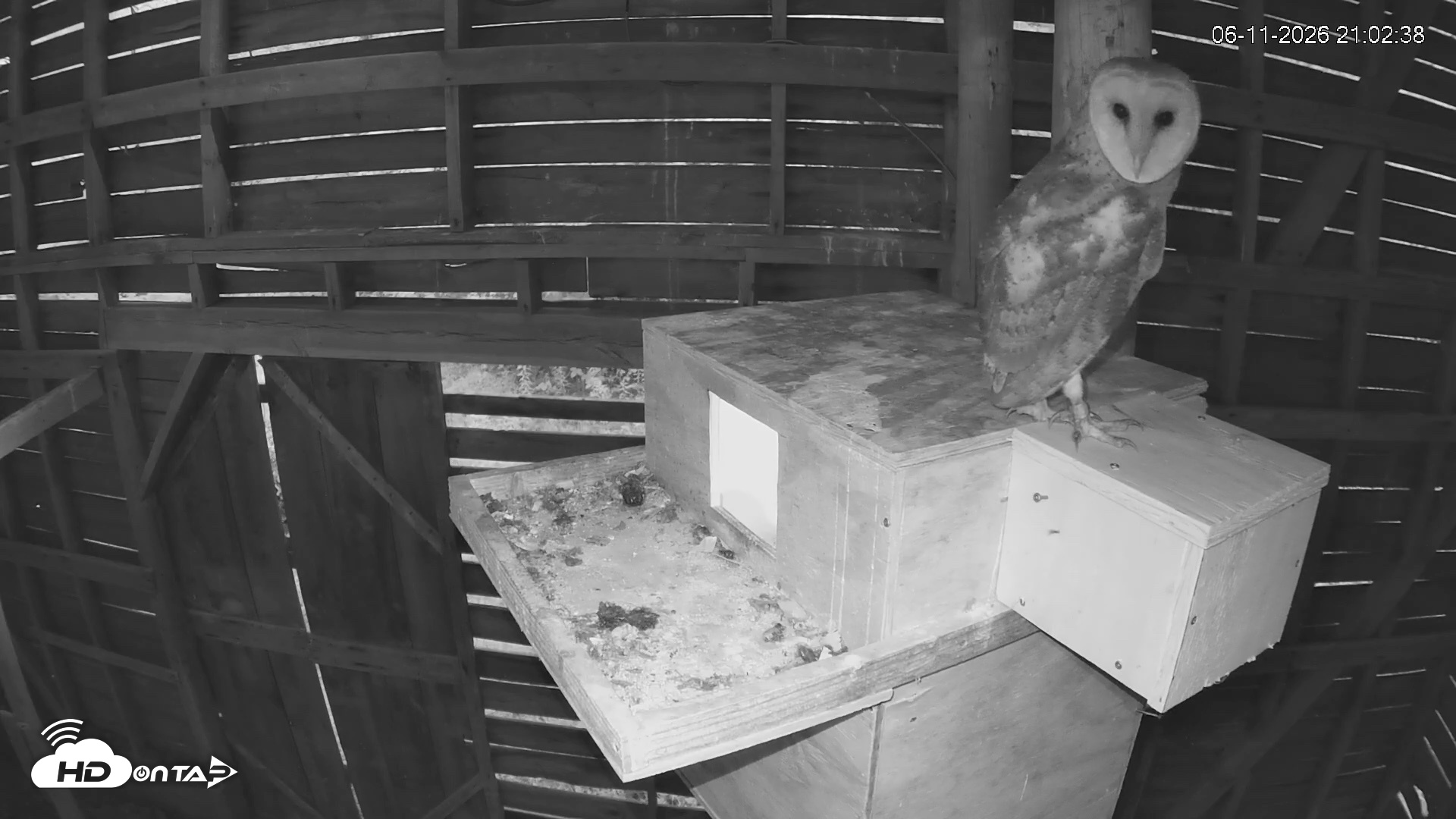 Snapshot of North Carolina Barn Owls Live Cam taken Jun 11, 2026, 9:04pm EDT