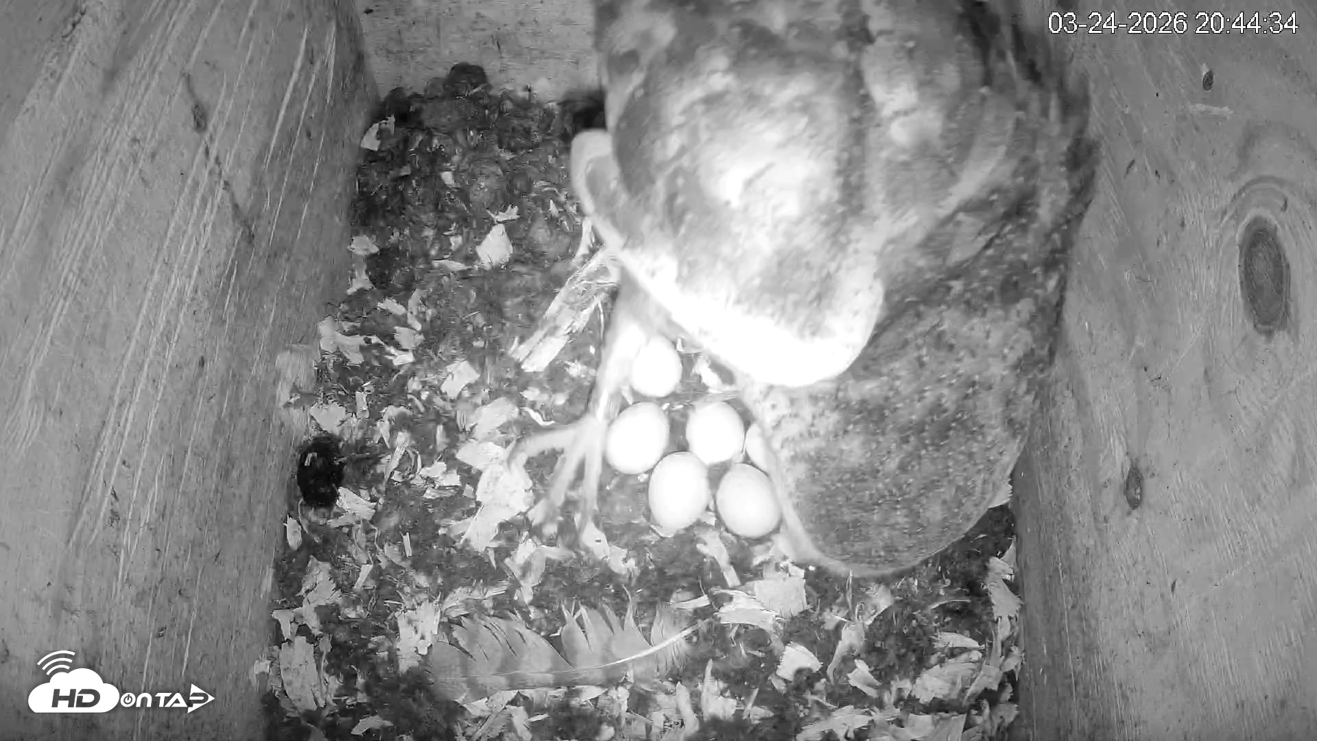 Snapshot of North Carolina Barn Owls Live Cam taken Mar 24, 2026, 8:45pm EDT