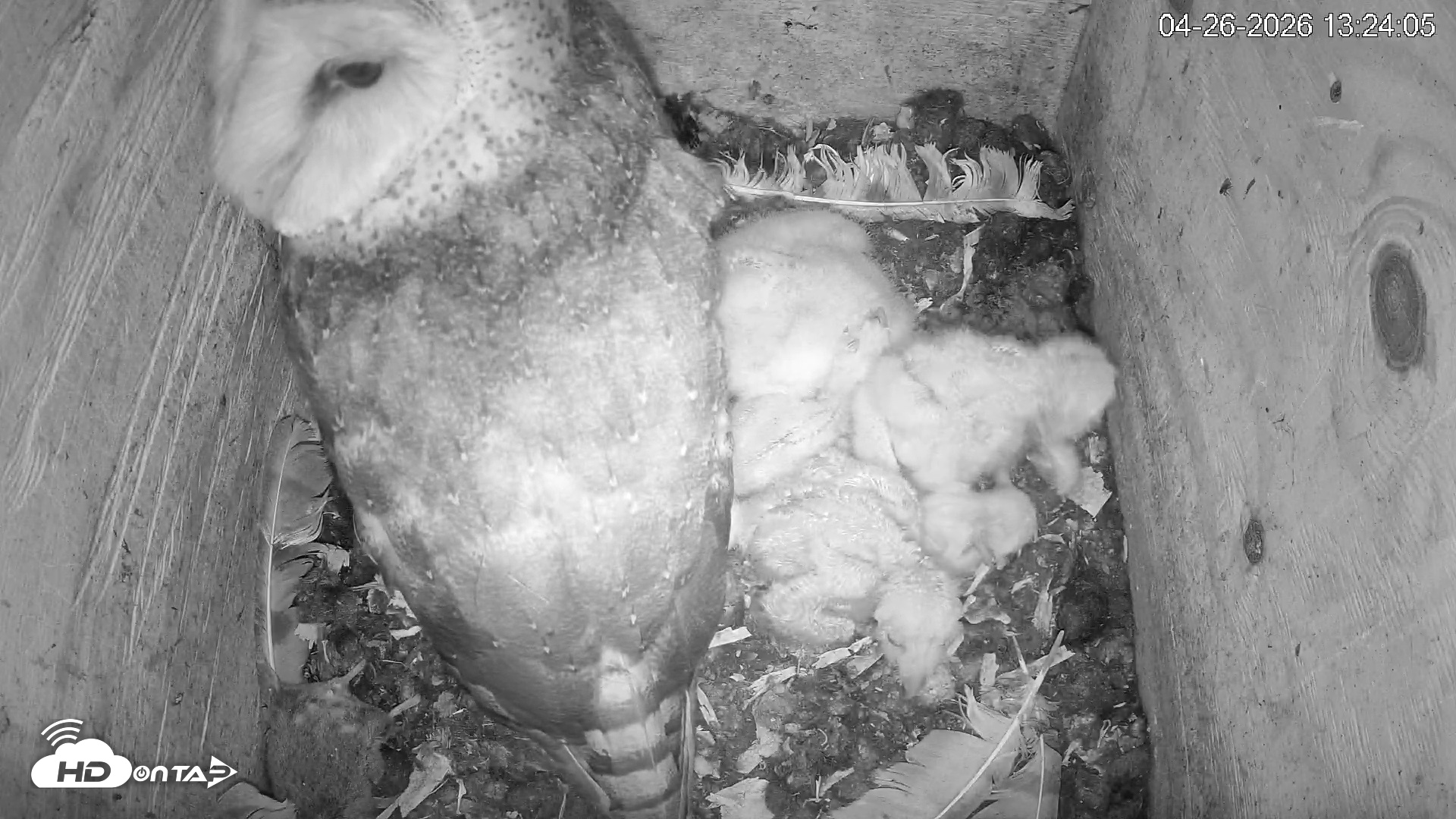 Snapshot of North Carolina Barn Owls Live Cam taken Apr 26, 2026, 1:24pm EDT