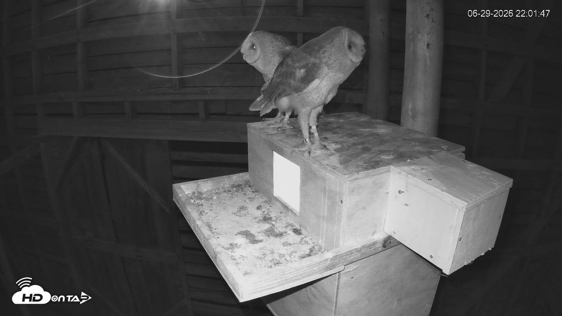 Snapshot of North Carolina Barn Owls Live Cam taken Jun 29, 2026, 10:02pm EDT