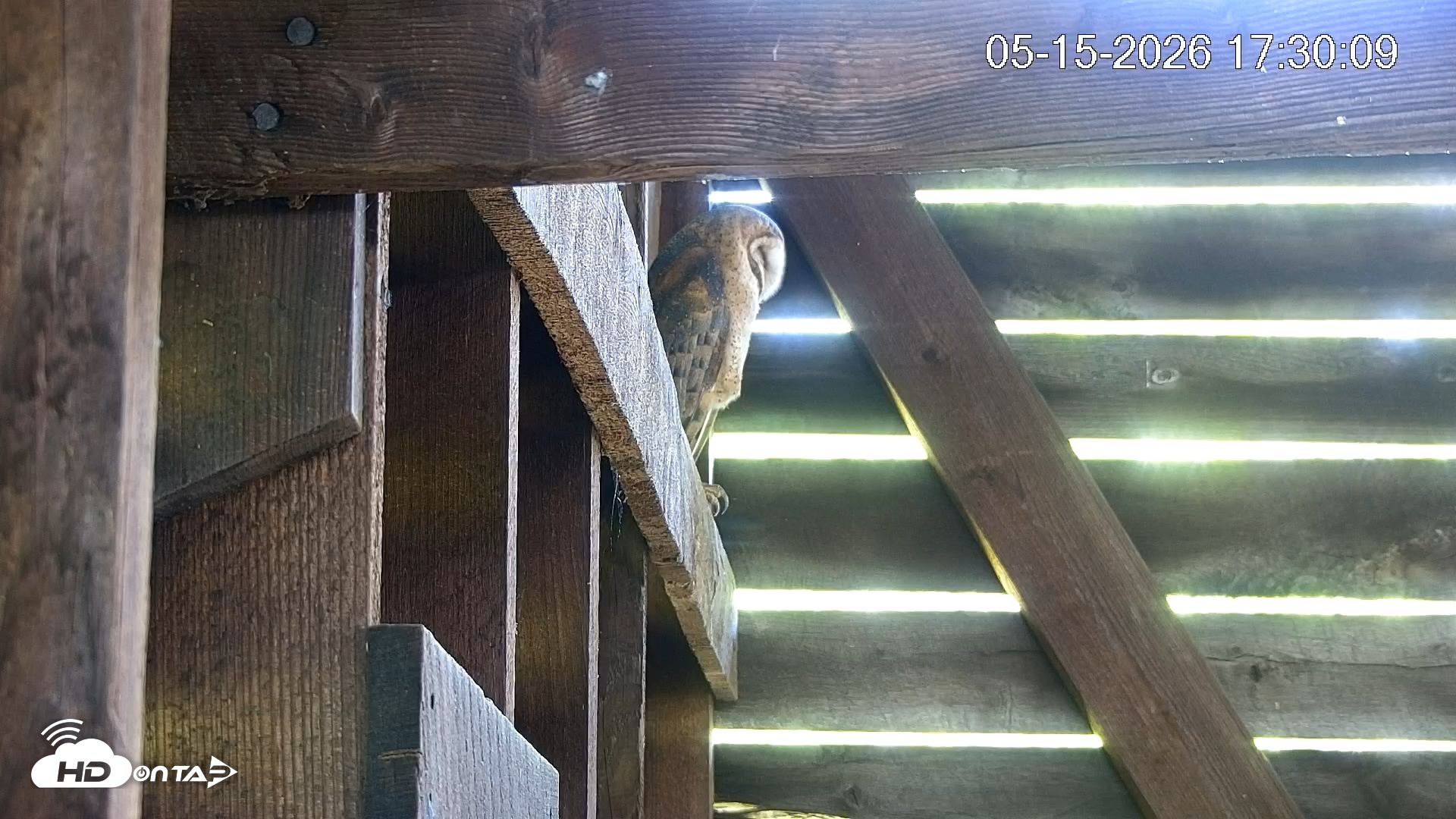 Snapshot of North Carolina Barn Owls Live Cam taken May 15, 2026, 5:31pm EDT