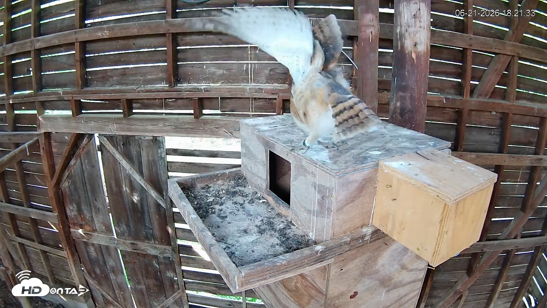 Snapshot of North Carolina Barn Owls Live Cam taken Jun 21, 2026, 6:22pm EDT