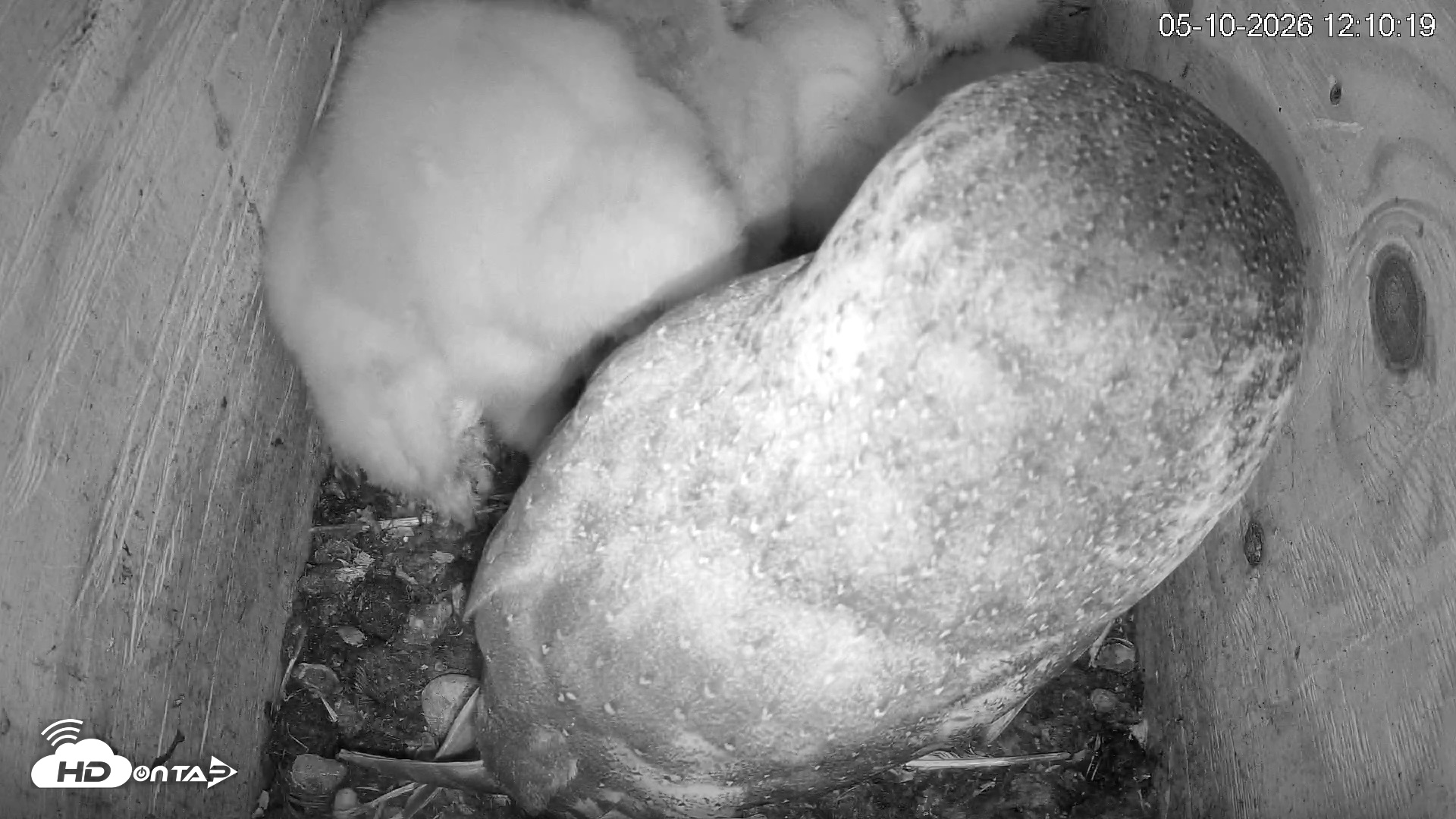 Snapshot of North Carolina Barn Owls Live Cam taken May 10, 2026, 12:11pm EDT