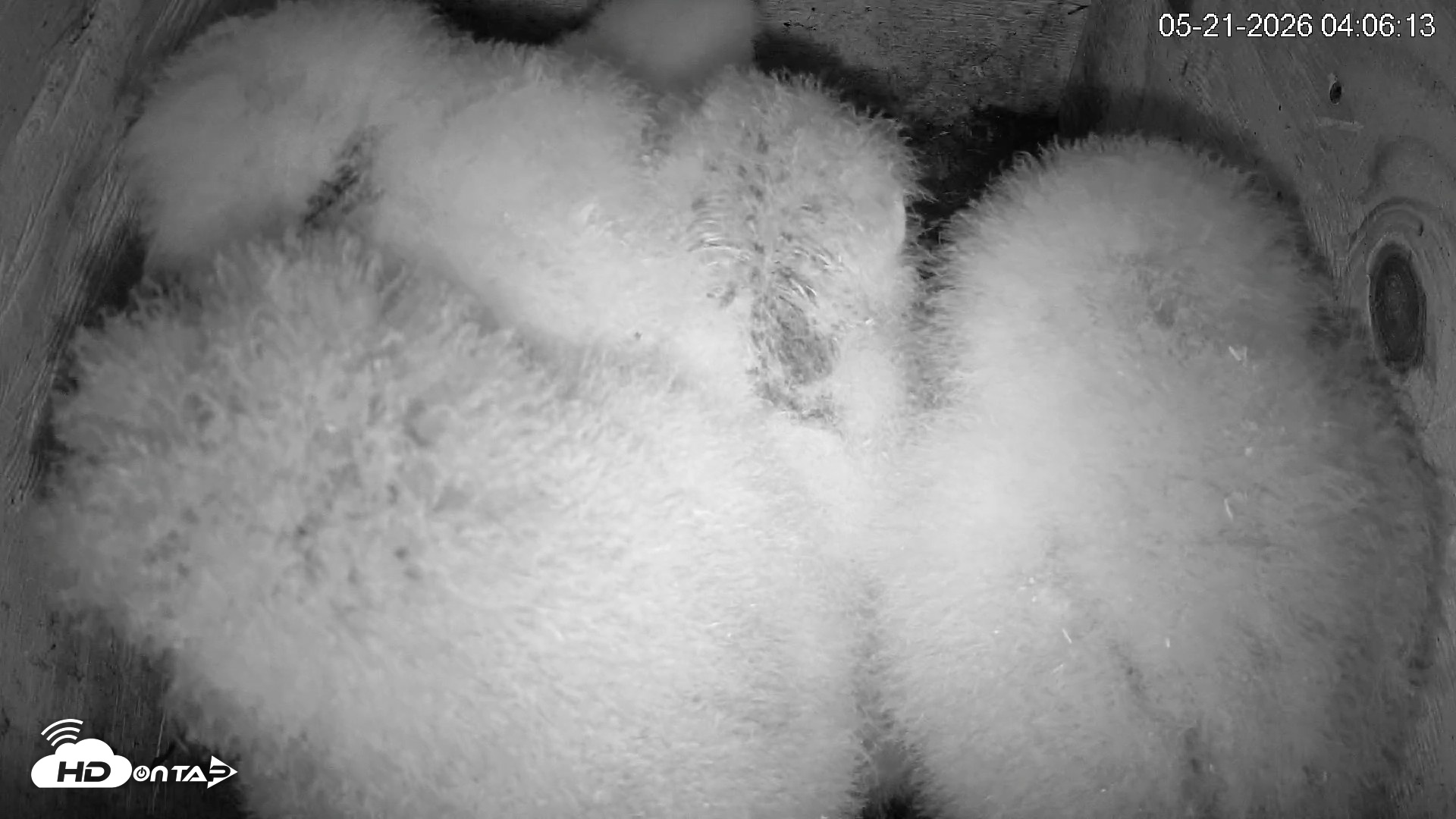 Snapshot of North Carolina Barn Owls Live Cam taken May 21, 2026, 4:06am EDT