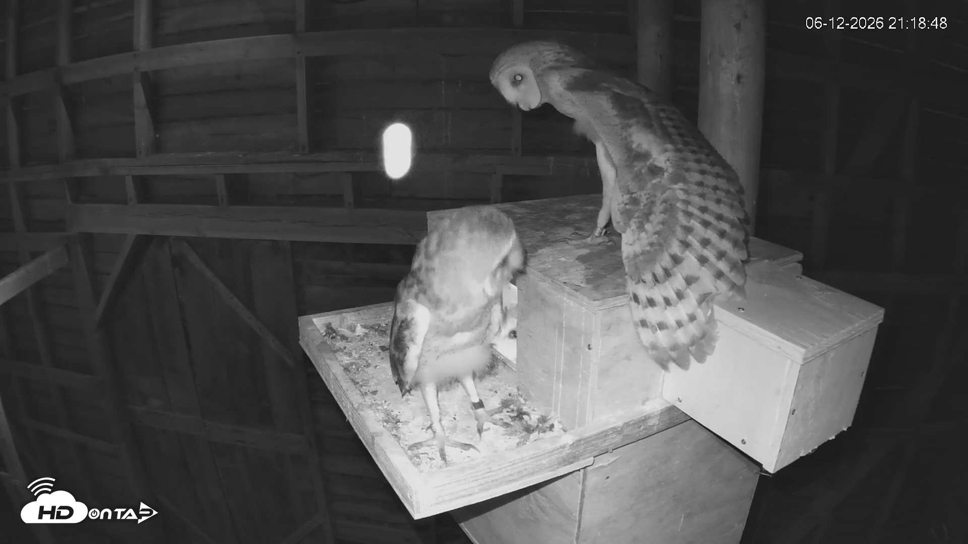 Snapshot of North Carolina Barn Owls Live Cam taken Jun 12, 2026, 9:20pm EDT