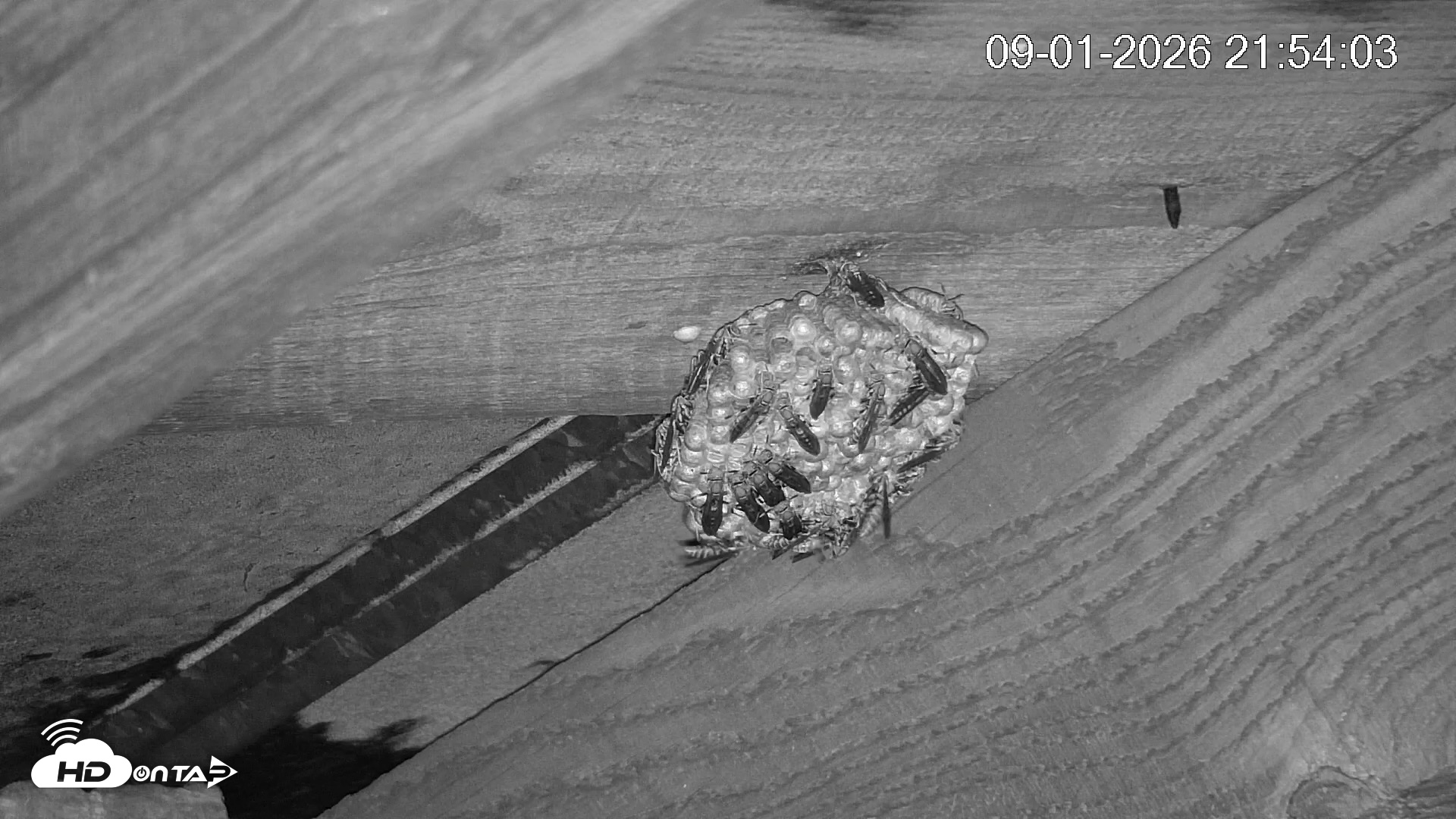 Snapshot of North Carolina Barn Owls Live Cam taken Sep 1, 2026, 9:54pm EDT