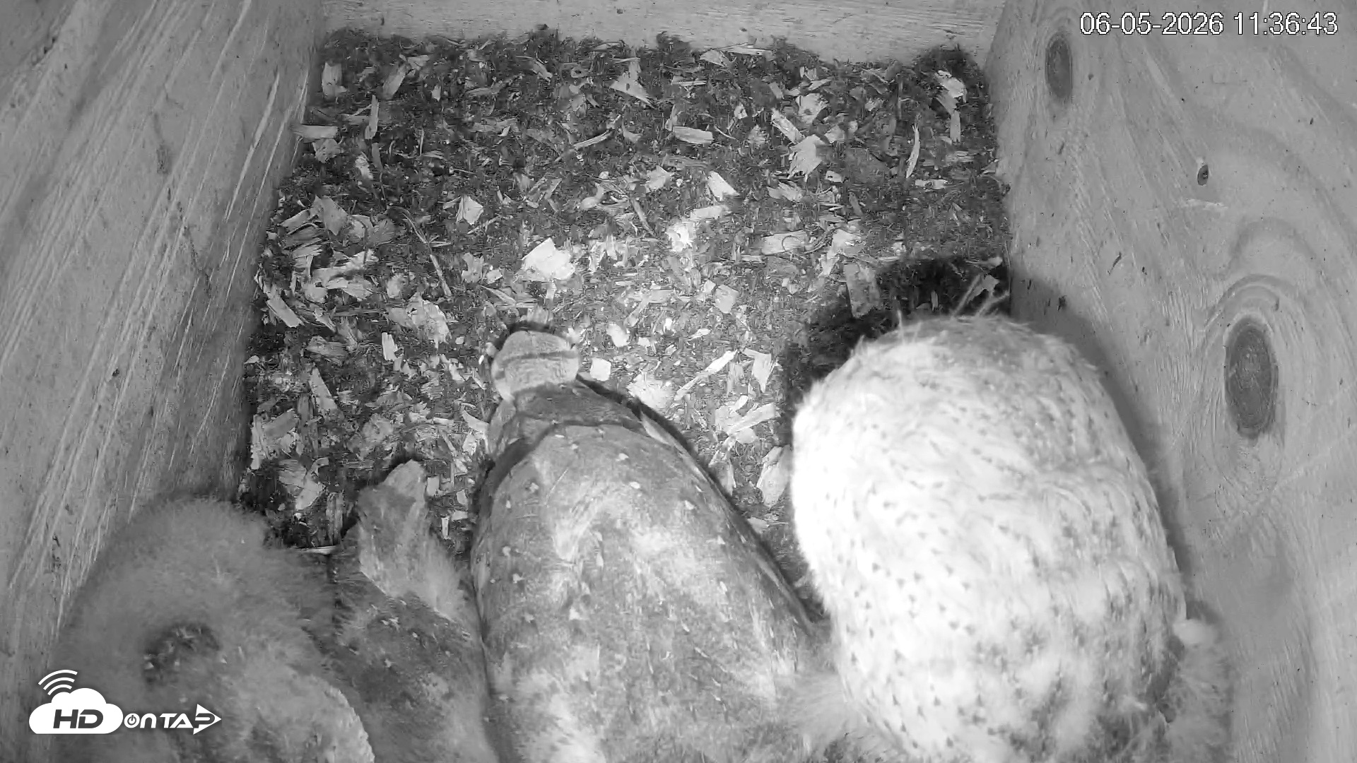 Snapshot of North Carolina Barn Owls Live Cam taken Jun 5, 2026, 11:38am EDT