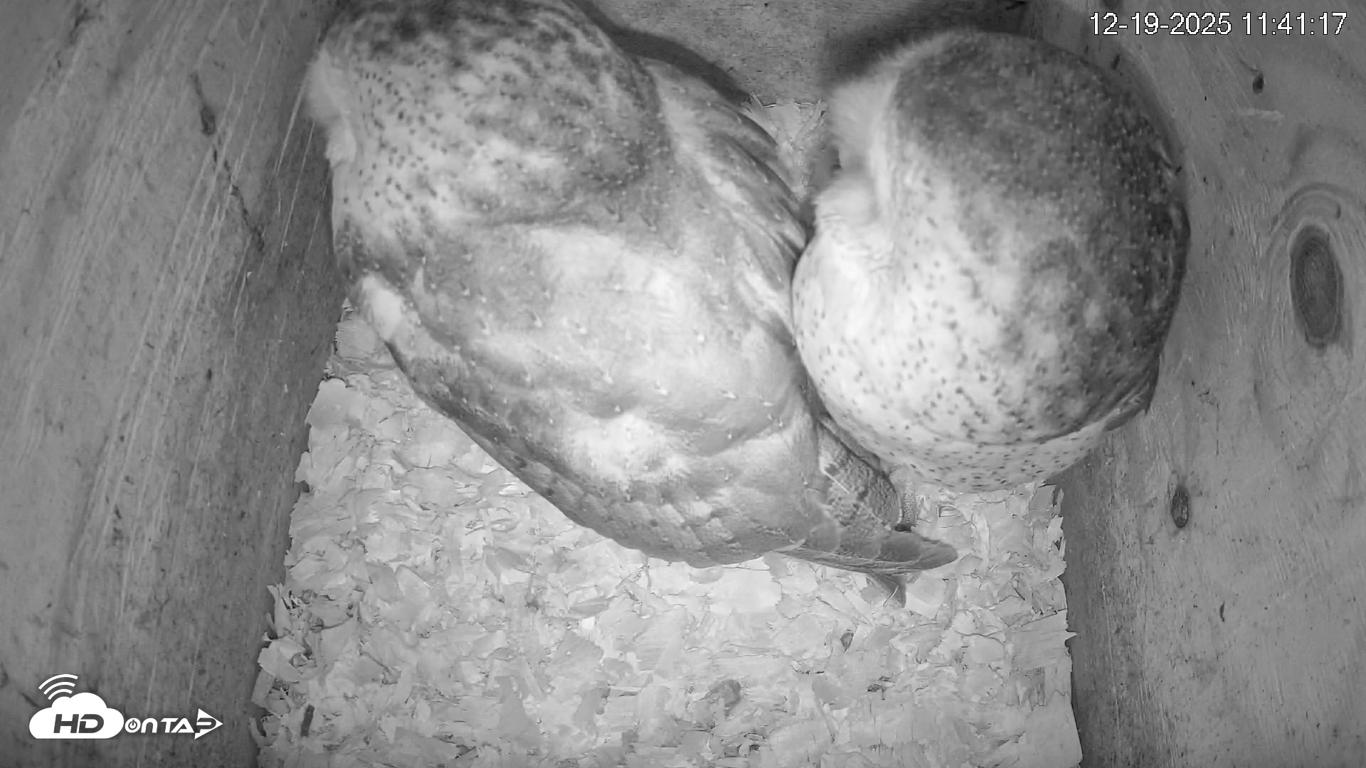 Snapshot of North Carolina Barn Owls Live Cam taken Dec 19, 2025, 11:42am EST